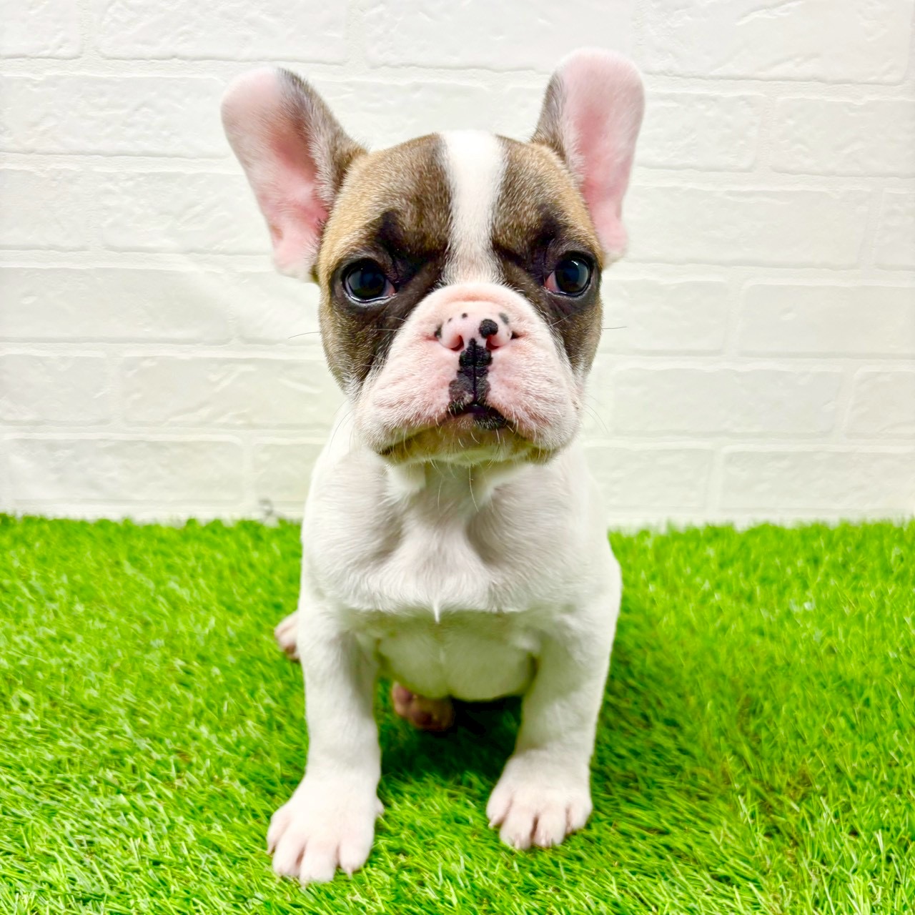 滋賀県のフレンチブルドッグ (ワンニャンハウス草津店/2025年10月28日生まれ/女の子/フォーンパイド)の子犬の4枚目の画像
