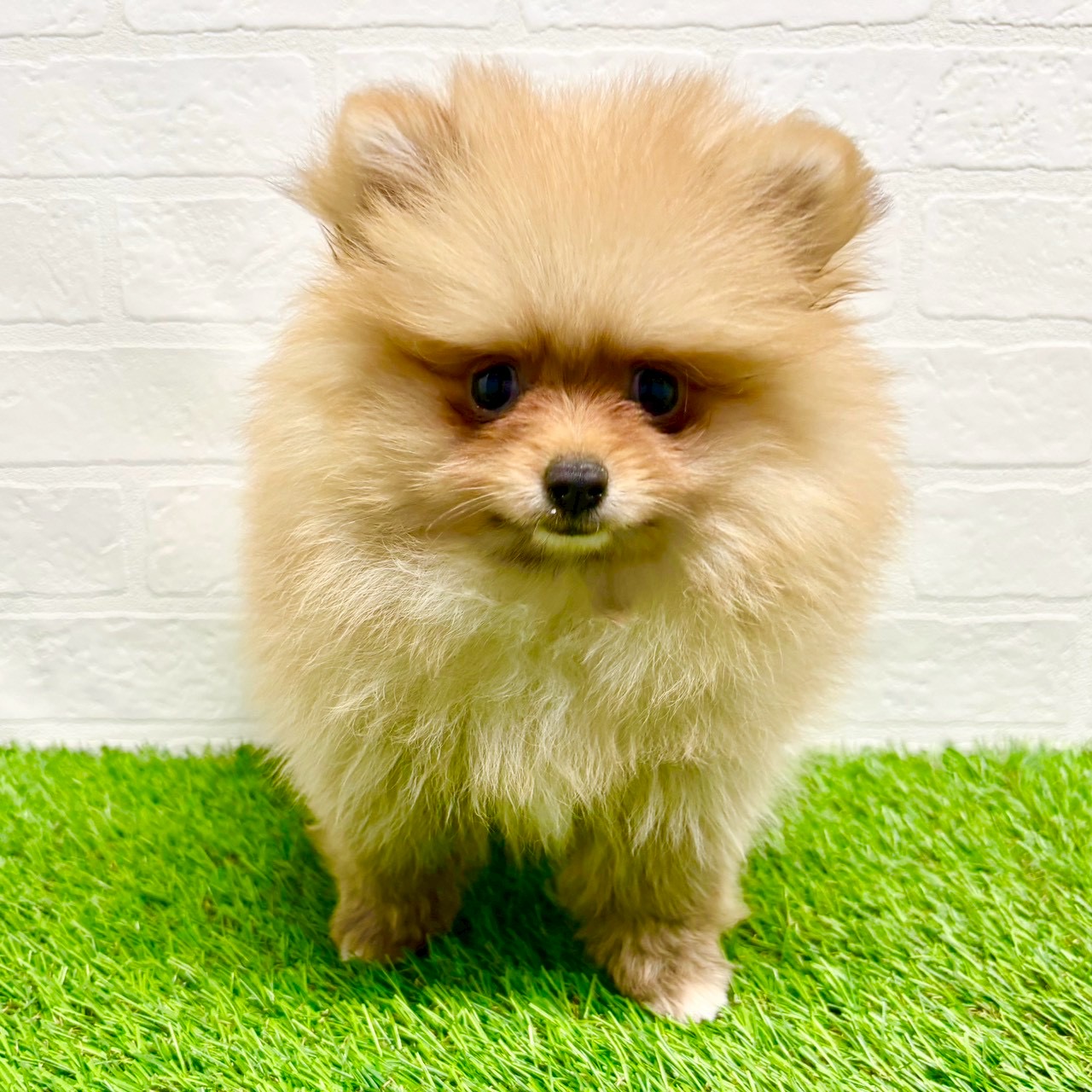 滋賀県のポメラニアン (ワンニャンハウス草津店/2025年9月12日生まれ/女の子/オレンジ)の子犬の1枚目の画像