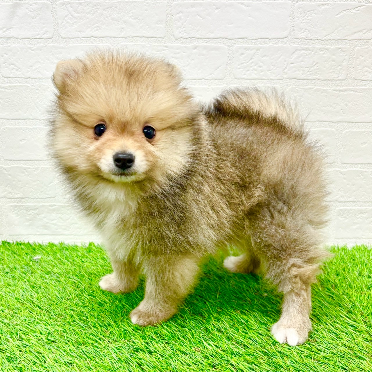 滋賀県のポメラニアン (ワンニャンハウス草津店/2026年1月4日生まれ/男の子/オレンジ)の子犬の4枚目の画像