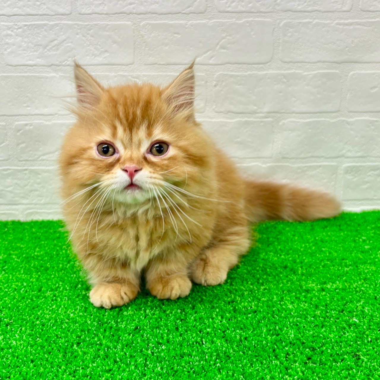 滋賀県のマンチカン (ワンニャンハウス草津店/2026年2月8日生まれ/男の子/レッドタビー)の子猫の4枚目の画像