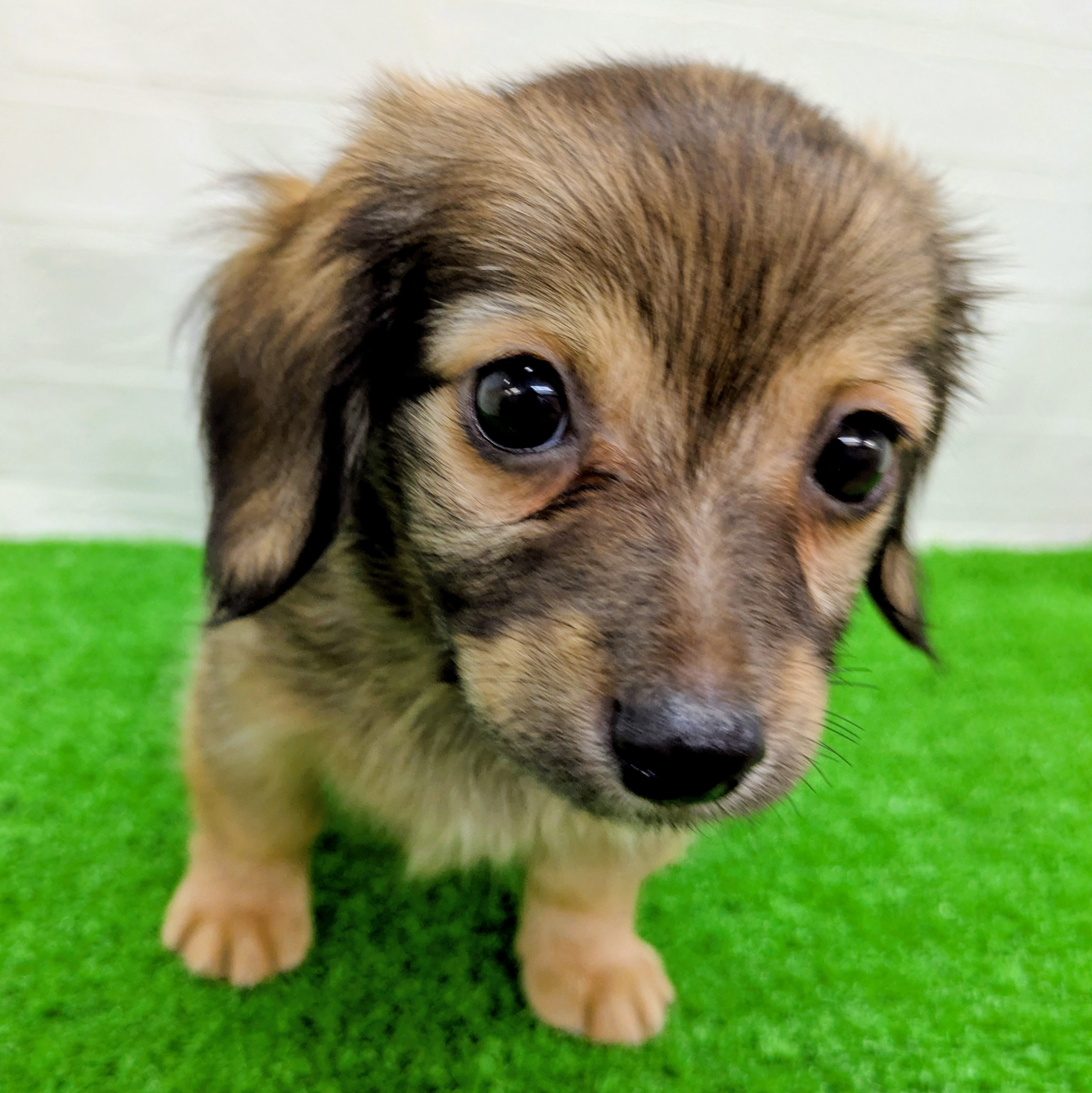 滋賀県のハーフ犬・ミックス犬 (ワンニャンハウス草津店/2026年6月7日生まれ/男の子/フォーン)の子犬の3枚目の画像