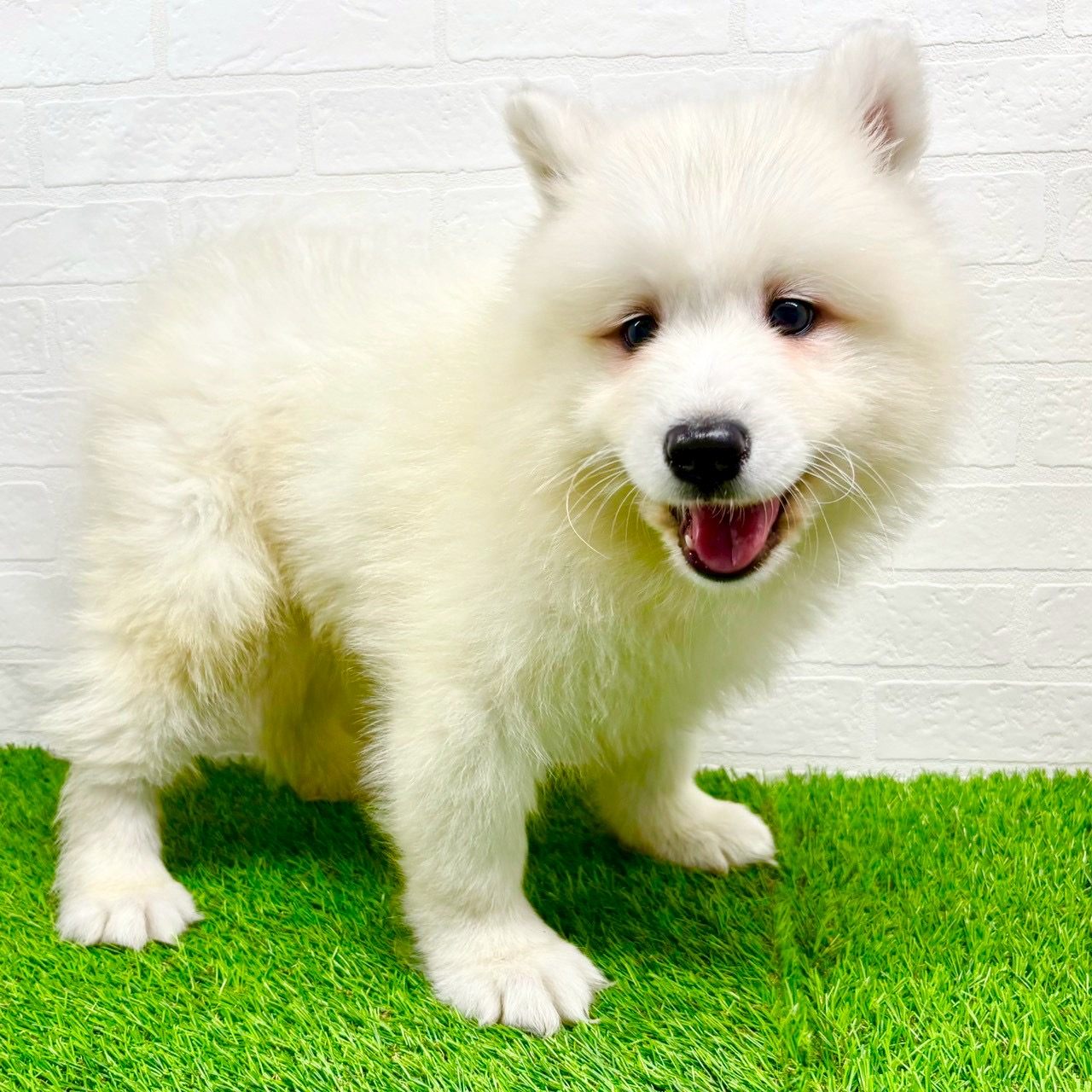 滋賀県のサモエド (ワンニャンハウス草津店/2025年9月1日生まれ/男の子/ホワイト)の子犬の3枚目の画像