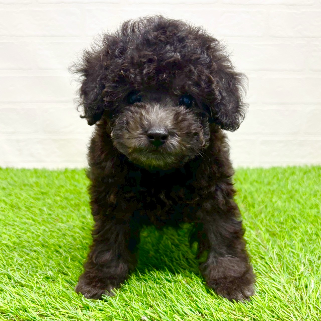 滋賀県のトイプードル(トイ) (ワンニャンハウス草津店/2025年9月13日生まれ/男の子/シルバー)の子犬の1枚目の画像