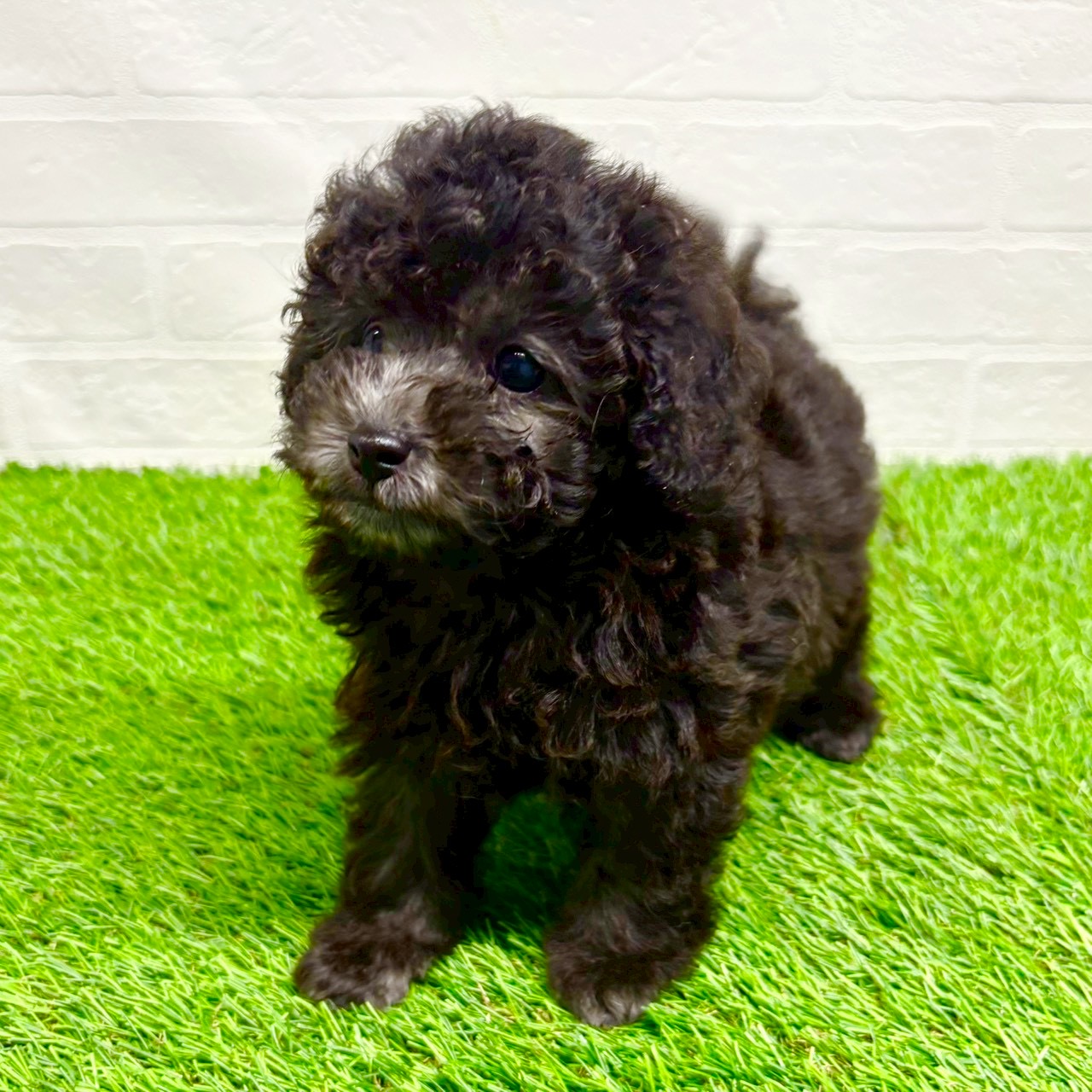 滋賀県のトイプードル(トイ) (ワンニャンハウス草津店/2025年9月13日生まれ/男の子/シルバー)の子犬の4枚目の画像