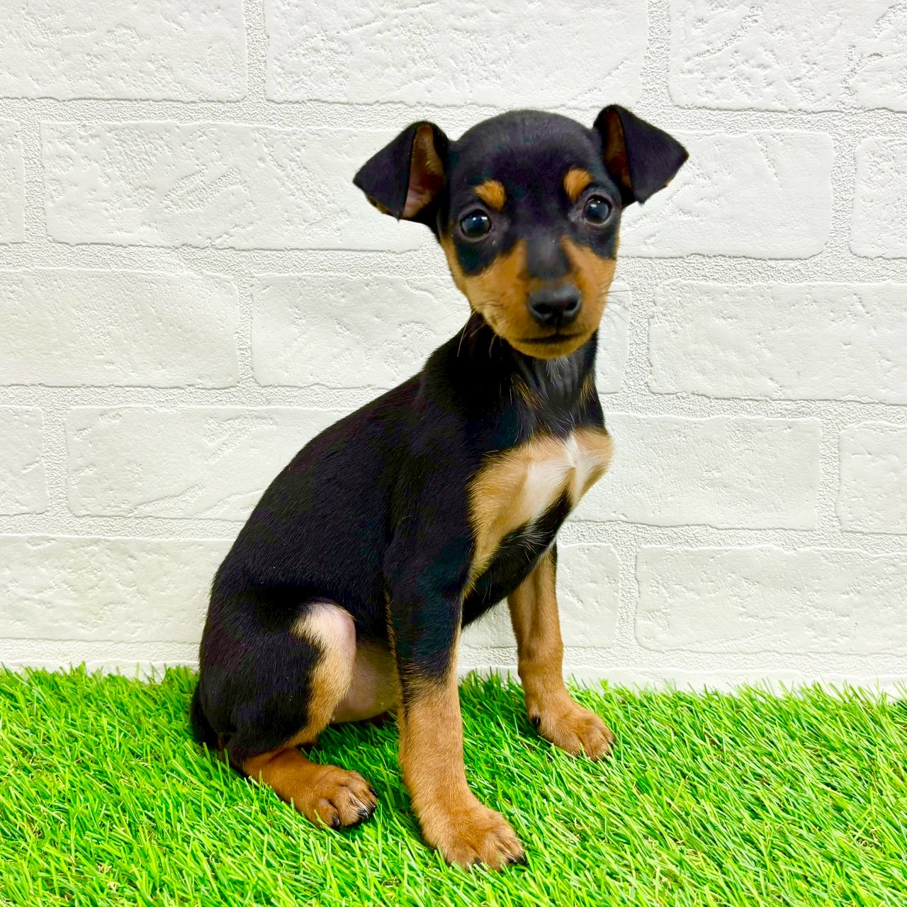 滋賀県のミニチュアピンシャー (ワンニャンハウス草津店/2026年2月3日生まれ/女の子/ブラックタン)の子犬の1枚目の画像