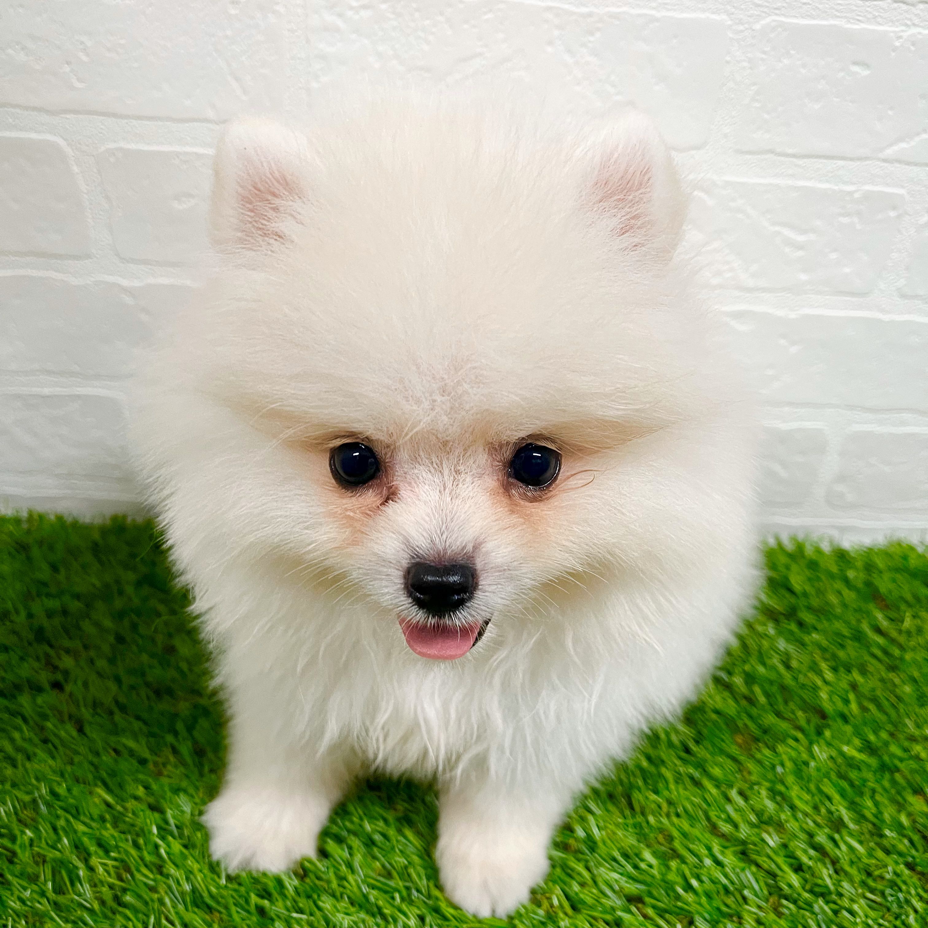 ワンニャンハウス