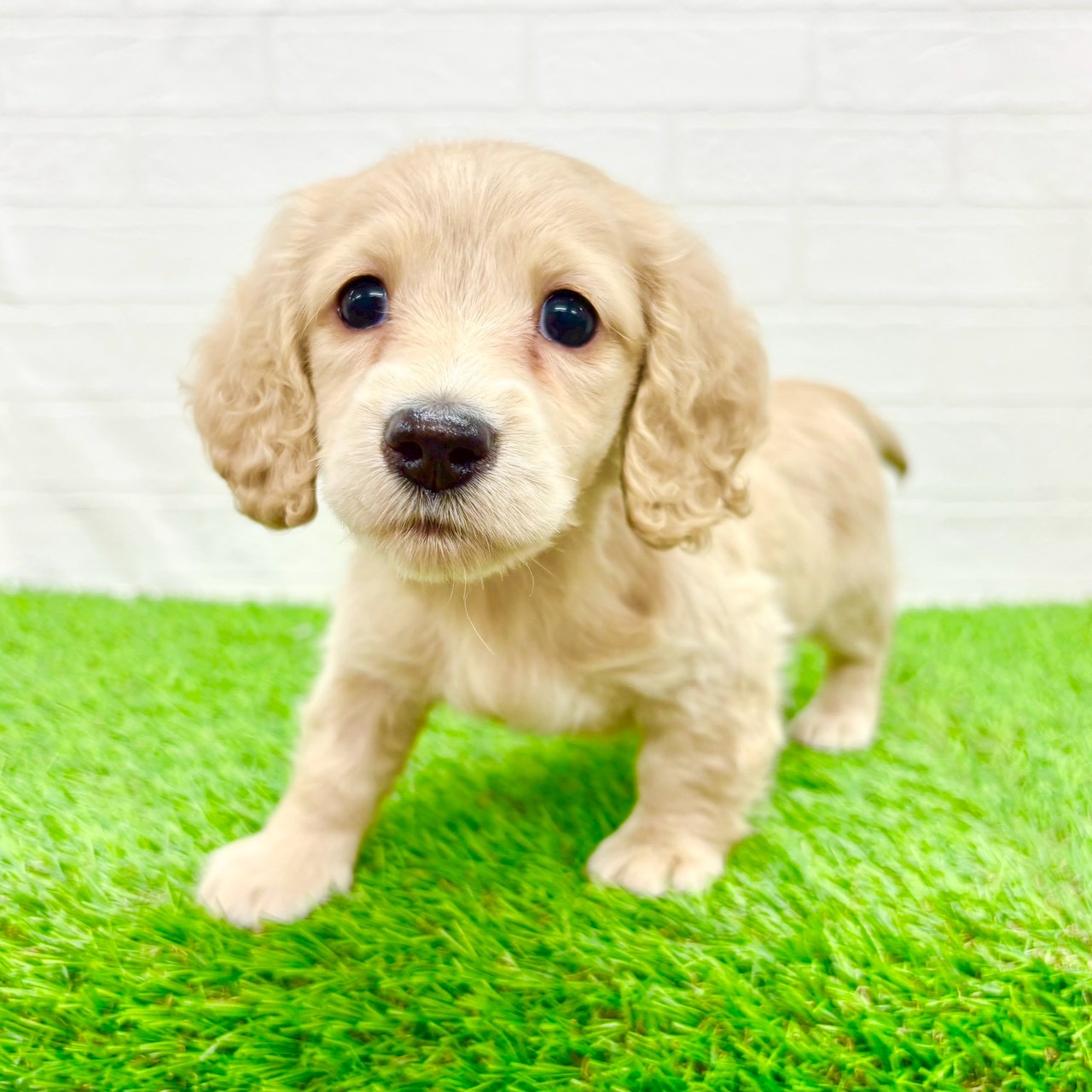 滋賀県のミニチュアダックスフンド(ロング) (ワンニャンハウス草津店/2025年12月30日生まれ/女の子/イエロー)の子犬の2枚目の画像