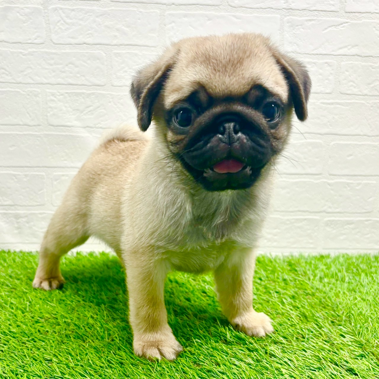 滋賀県のパグ (ワンニャンハウス草津店/2025年10月13日生まれ/男の子/フォーン)の子犬の4枚目の画像