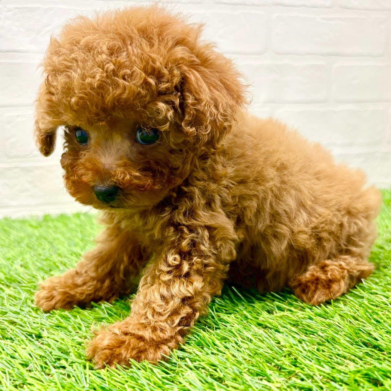 滋賀県のトイプードル(トイ) (ワンニャンハウス草津店/2025年10月22日生まれ/男の子/レッドフォーン)の子犬の3枚目の画像