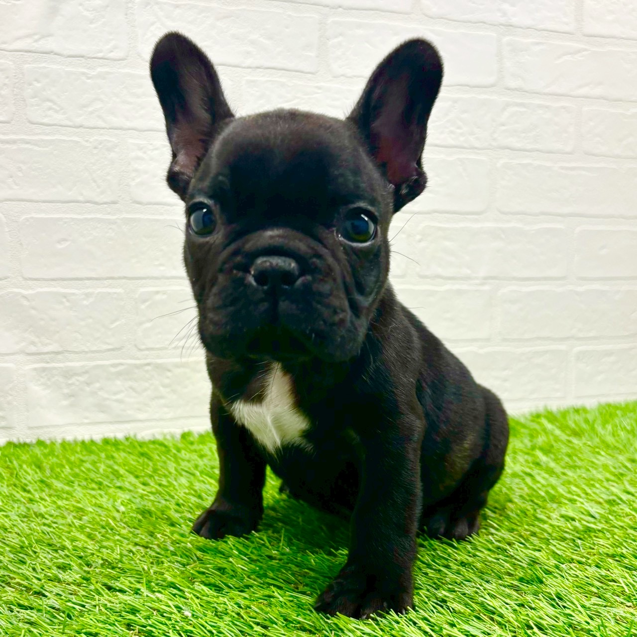 滋賀県のフレンチブルドッグ (ワンニャンハウス草津店/2025年10月27日生まれ/男の子/ブリンドル)の子犬の2枚目の画像