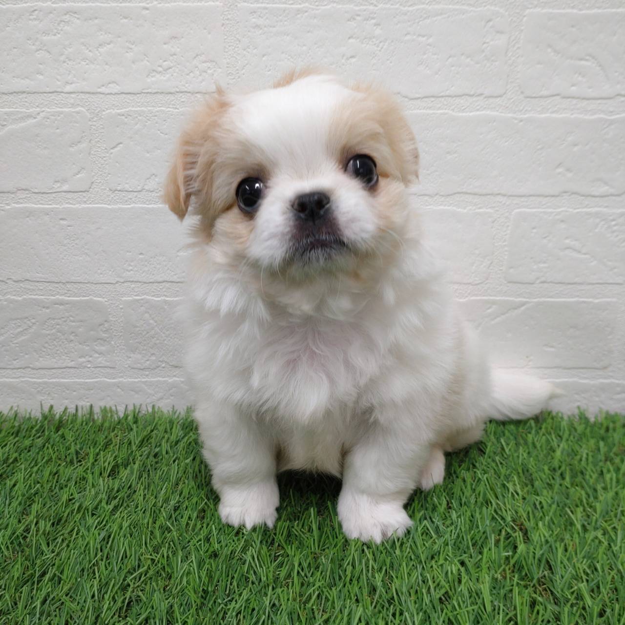 愛知県のチワペキ/ペキチー/ペキチワ(チワワ×ペキニーズ) (ワンニャンハウス津島店/2025年10月8日生まれ/女の子/ホワイトクリーム)の子犬の1枚目の画像