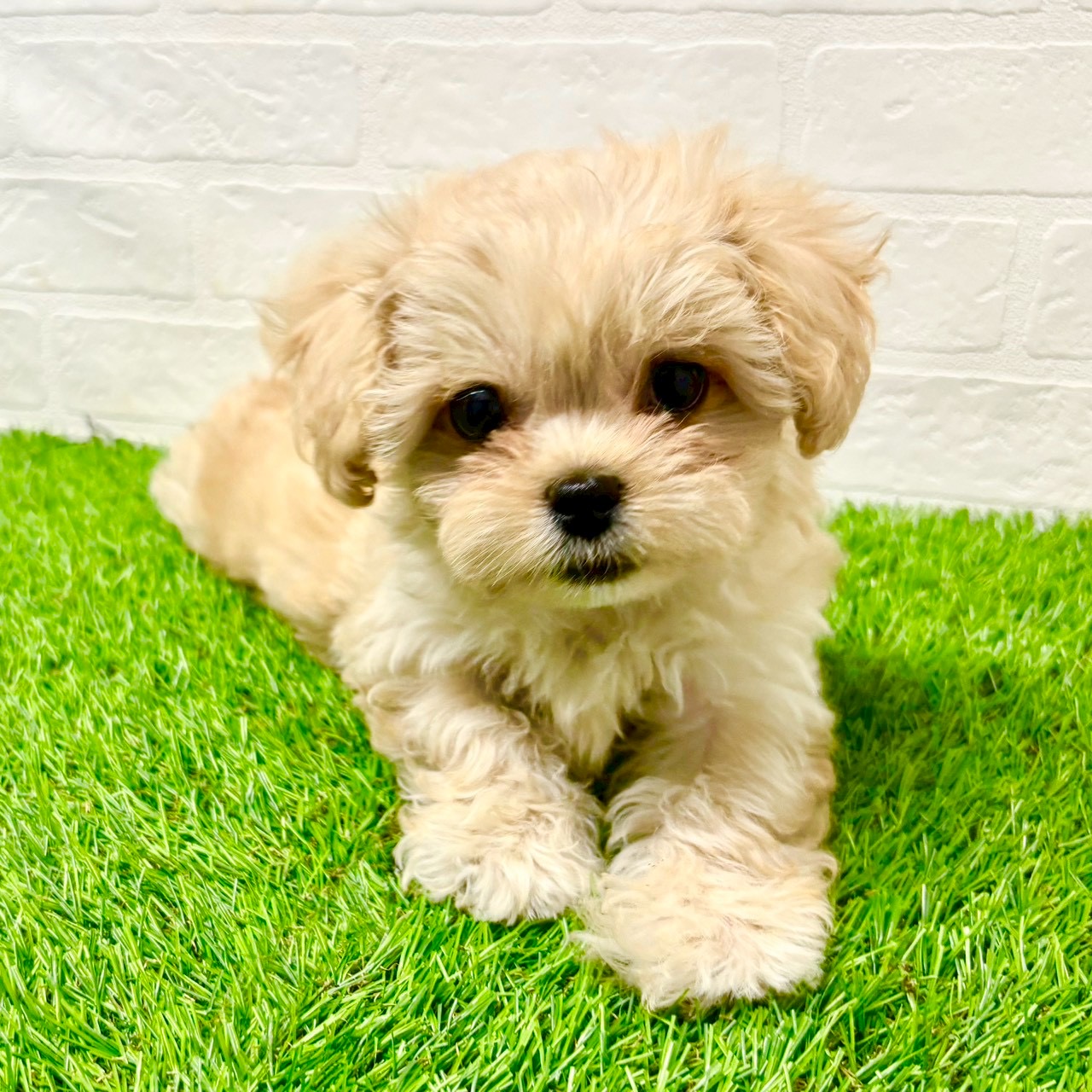 滋賀県のペキプー(ペキニーズ×プードル) (ワンニャンハウス草津店/2025年8月30日生まれ/女の子/クリーム)の子犬の4枚目の画像