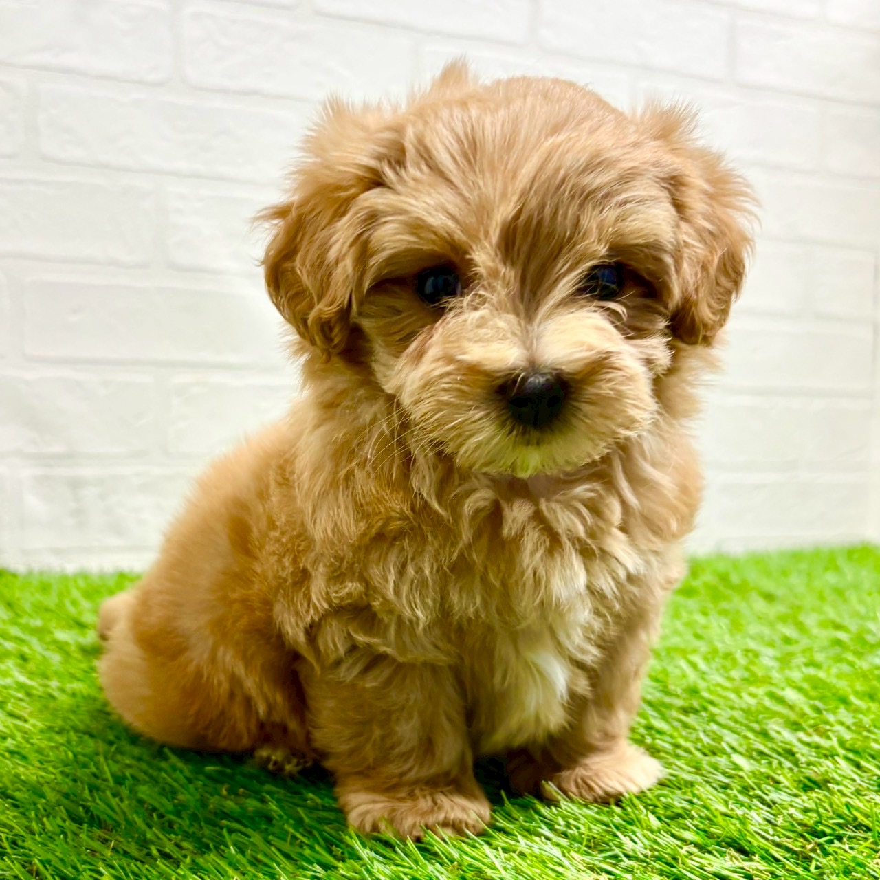 滋賀県のマルプー(マルチーズ×プードル) (ワンニャンハウス草津店/2025年9月10日生まれ/女の子/クリームホワイト)の子犬の1枚目の画像