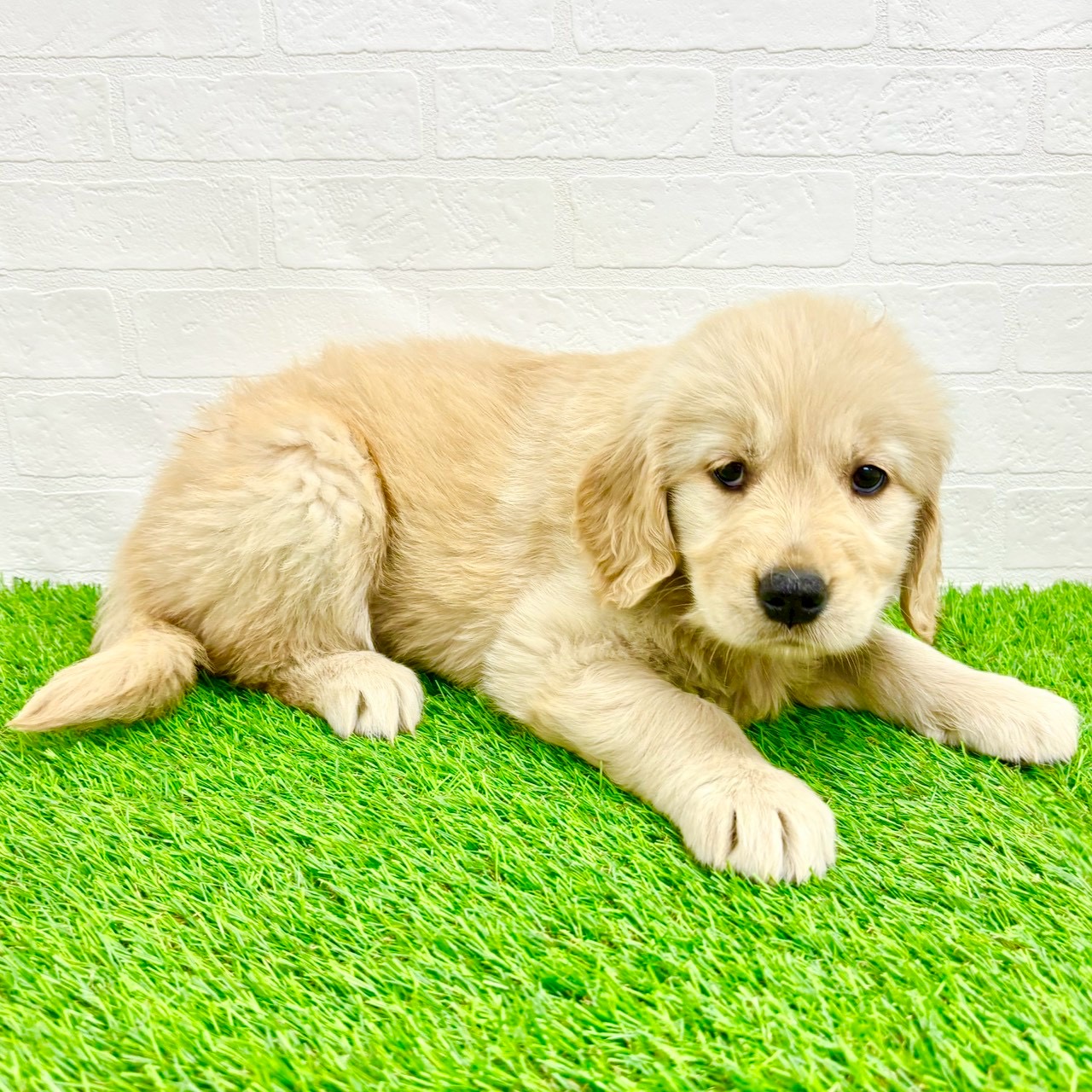滋賀県のゴールデンレトリバー (ワンニャンハウス草津店/2026年2月8日生まれ/女の子/ゴールデン)の子犬の3枚目の画像