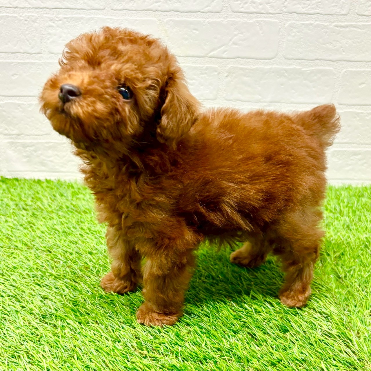 滋賀県のトイプードル(トイ) (ワンニャンハウス草津店/2025年10月6日生まれ/男の子/レッド)の子犬の4枚目の画像