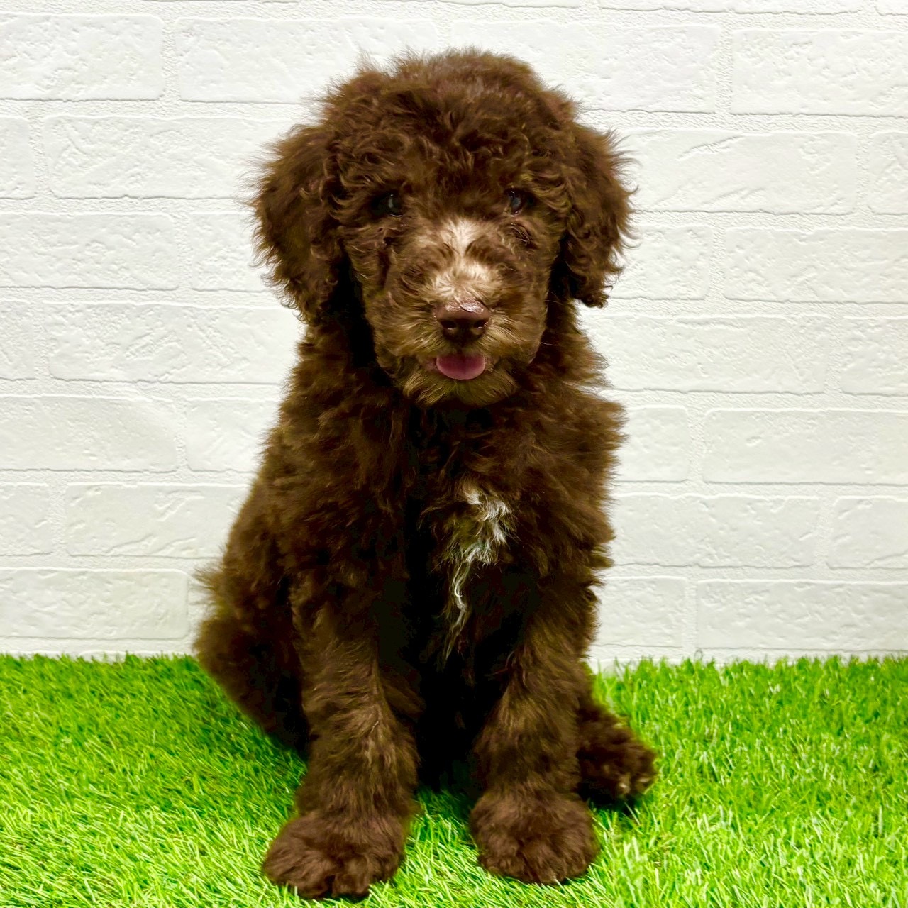 滋賀県のスタンダードプードル (ワンニャンハウス草津店/2025年9月8日生まれ/男の子/ブラウン)の子犬の1枚目の画像