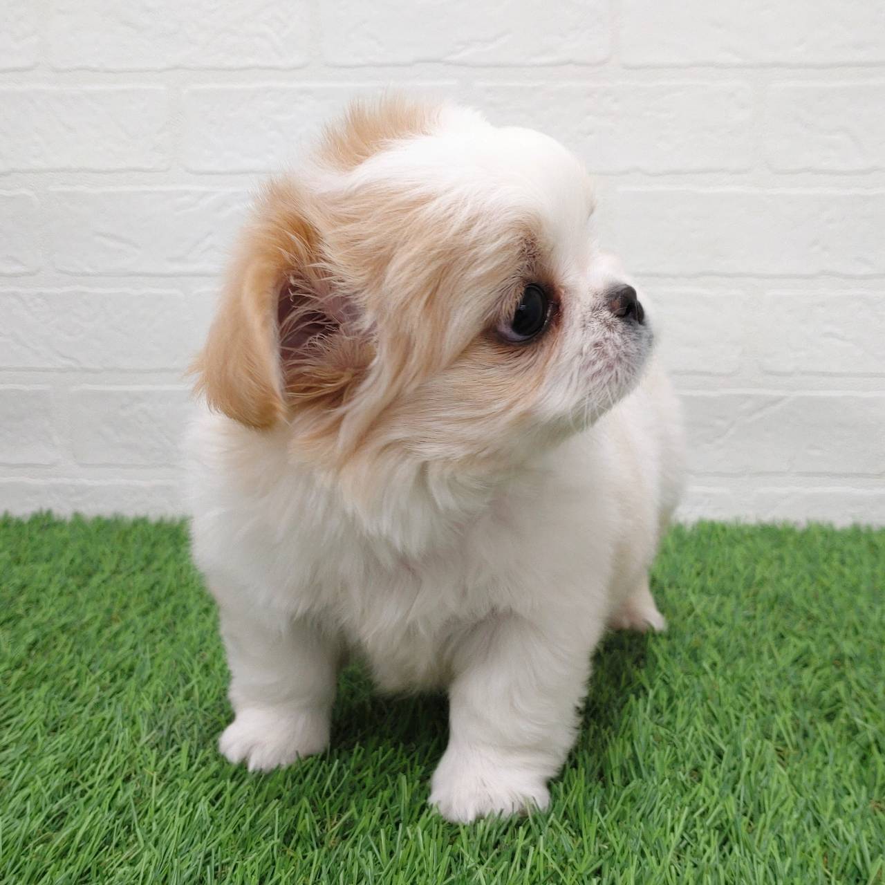愛知県のチワペキ/ペキチー/ペキチワ(チワワ×ペキニーズ) (ワンニャンハウス津島店/2025年10月8日生まれ/女の子/ホワイトクリーム)の子犬の4枚目の画像