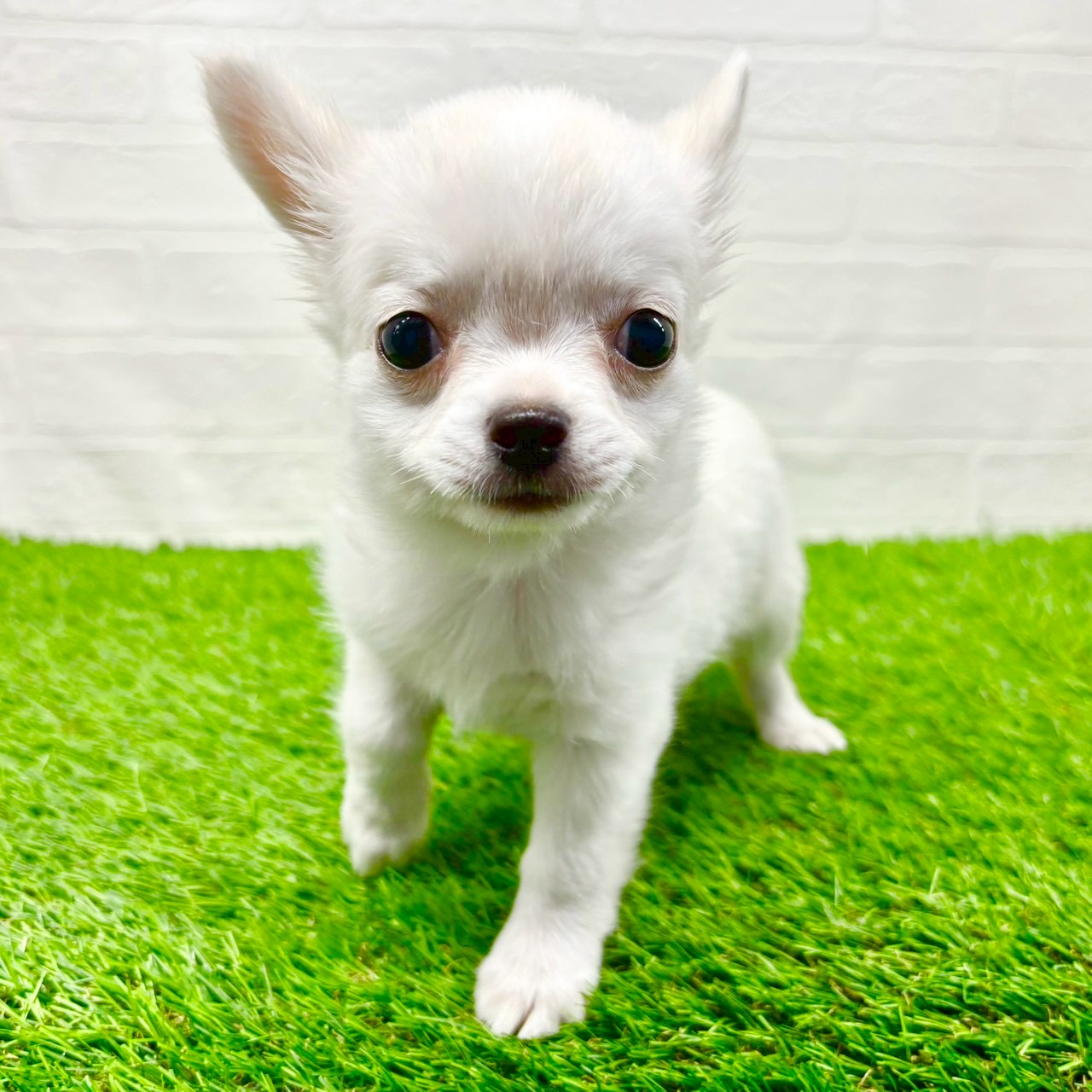 滋賀県のチワワ(ロング) (ワンニャンハウス草津店/2025年8月30日生まれ/女の子/ホワイト)の子犬の4枚目の画像