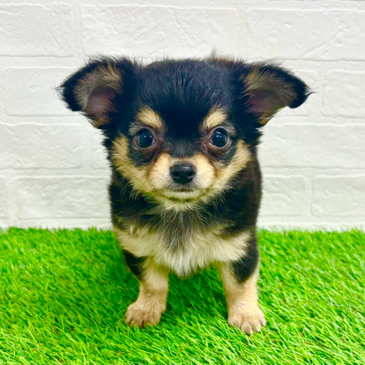 滋賀県のチワワ(ロング) (ワンニャンハウス草津店/2026年2月2日生まれ/男の子/ブラッククリーム)の子犬