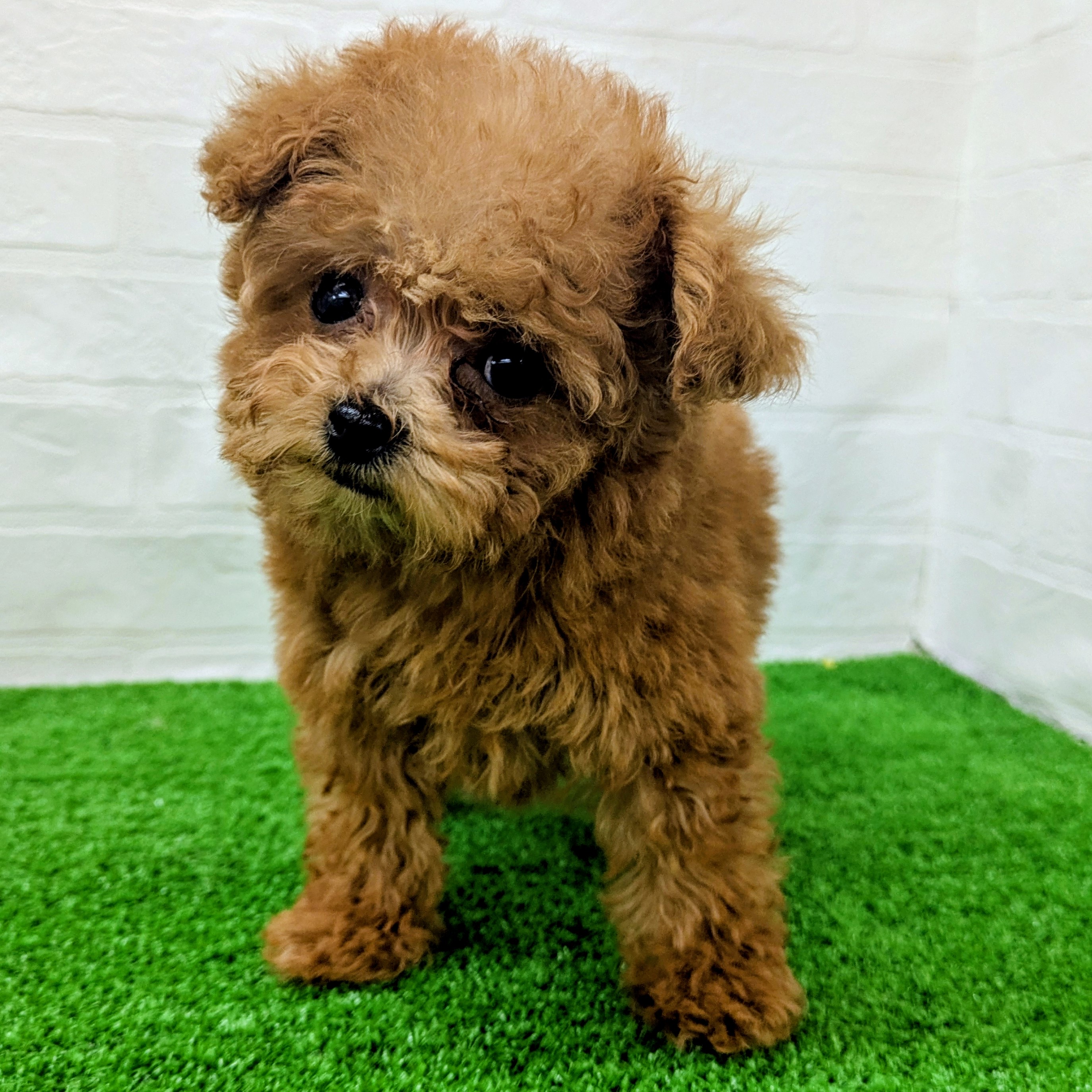 滋賀県のトイプードル(トイ) (ワンニャンハウス草津店/2026年6月8日生まれ/男の子/レッド)の子犬の2枚目の画像