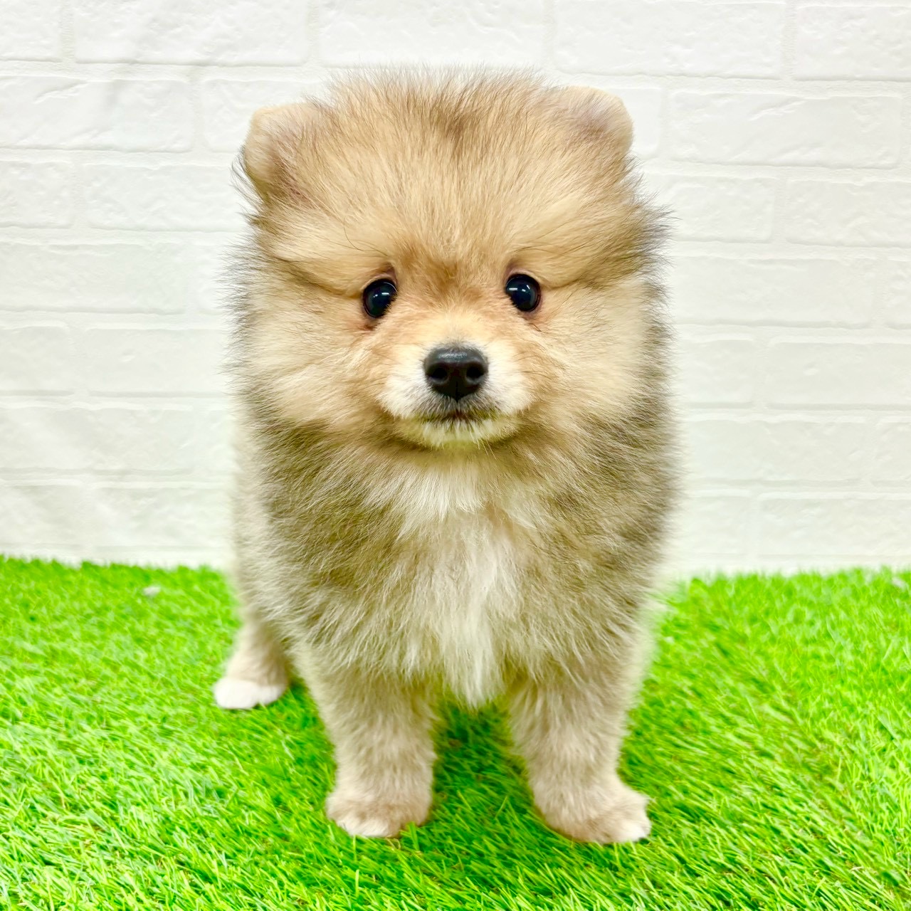 滋賀県のポメラニアン (ワンニャンハウス草津店/2026年1月4日生まれ/男の子/オレンジ)の子犬の1枚目の画像