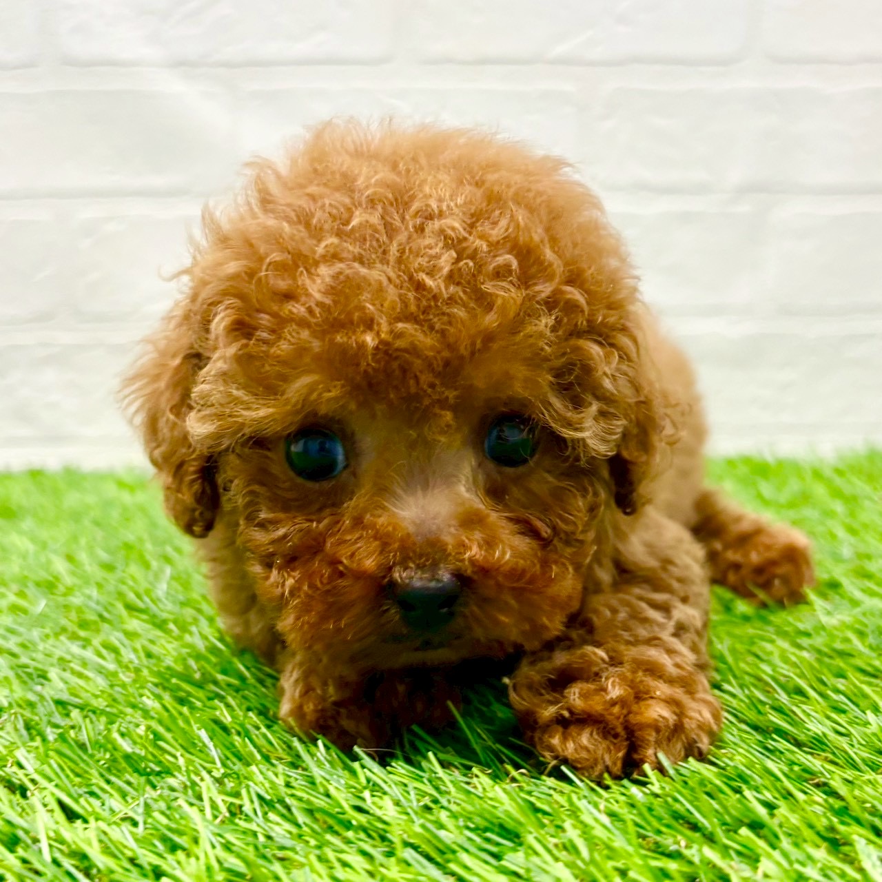 滋賀県のトイプードル(トイ) (ワンニャンハウス草津店/2025年10月22日生まれ/男の子/レッドフォーン)の子犬の4枚目の画像