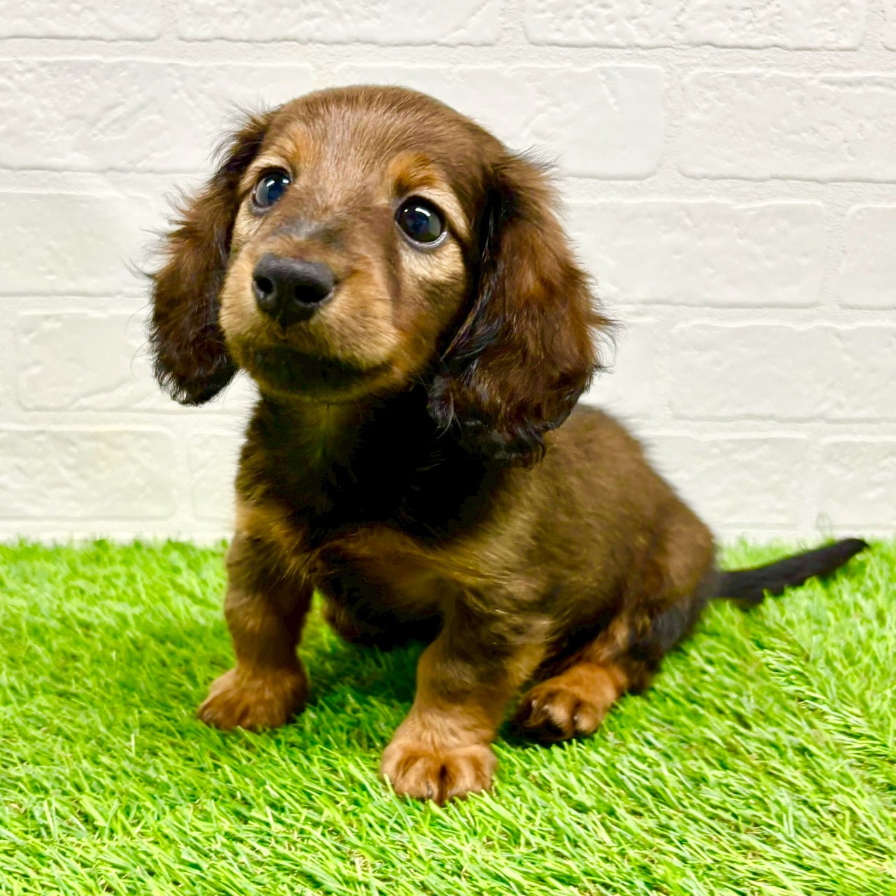 滋賀県のミニチュアダックスフンド(ロング) (ワンニャンハウス草津店/2025年9月6日生まれ/男の子/レッド)の子犬の2枚目の画像