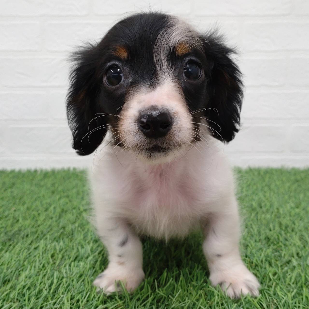 愛知県のミニチュアダックスフンド(ロング) (ワンニャンハウス津島店/2025年9月24日生まれ/男の子/ブラックタンパイボールド)の子犬の1枚目の画像