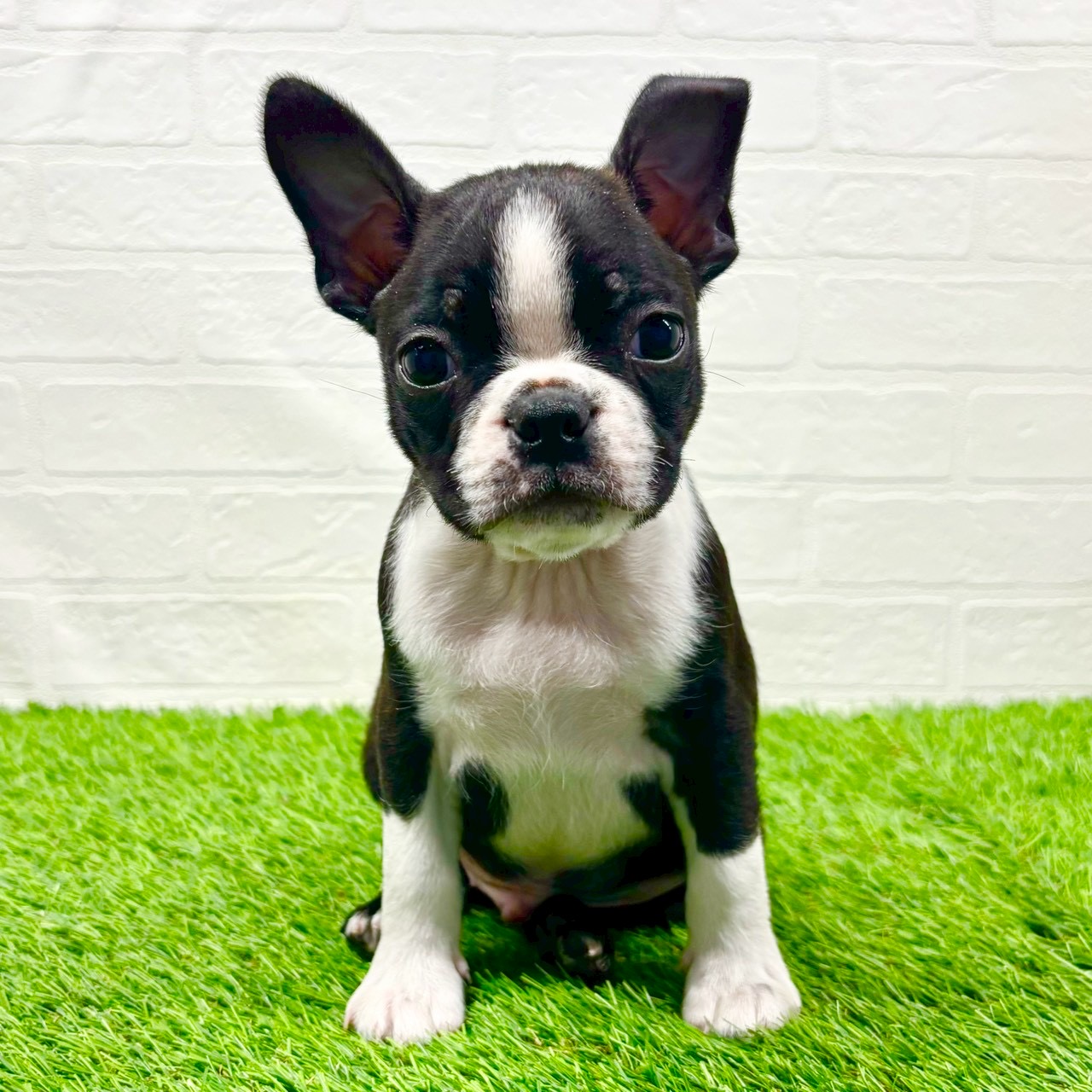 滋賀県のボストンテリア (ワンニャンハウス草津店/2025年9月21日生まれ/男の子/ボストンカラー)の子犬の1枚目の画像