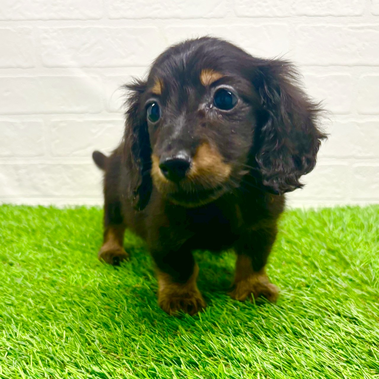 滋賀県のカニンヘンダックスフンド(ロング) (ワンニャンハウス草津店/2025年10月19日生まれ/男の子/ブラックタン)の子犬の3枚目の画像