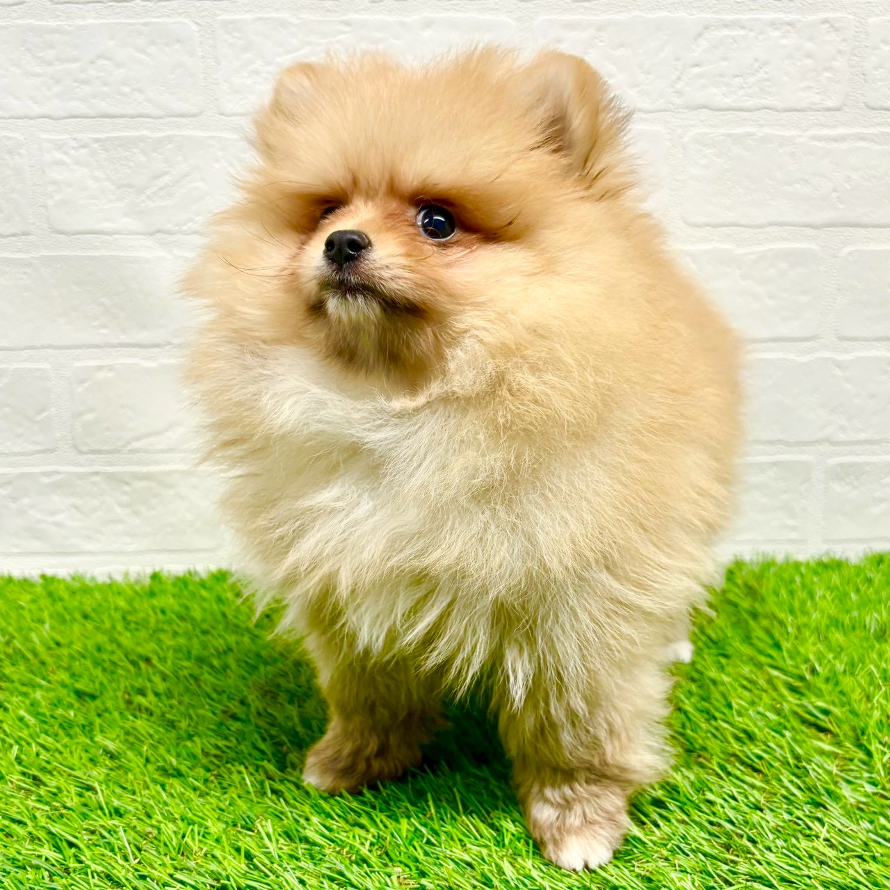 滋賀県のポメラニアン (ワンニャンハウス草津店/2025年9月12日生まれ/女の子/オレンジ)の子犬の3枚目の画像