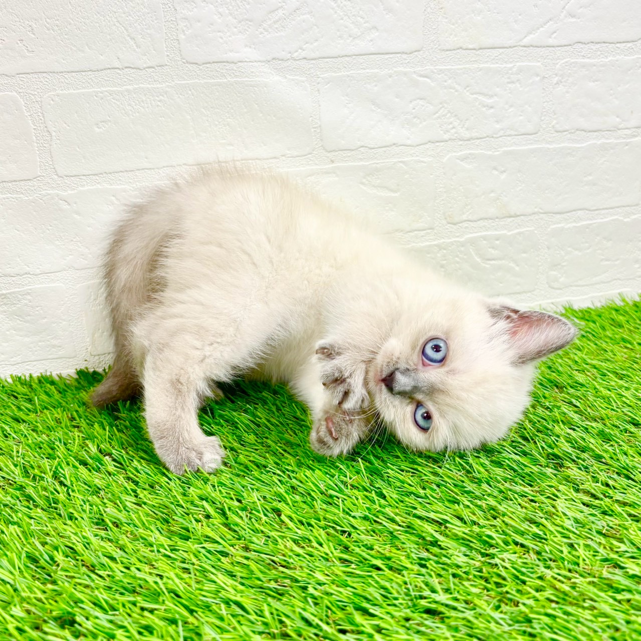 滋賀県のブリティッシュショートヘアー (ワンニャンハウス草津店/2026年1月14日生まれ/女の子/シールポイント)の子猫の4枚目の画像