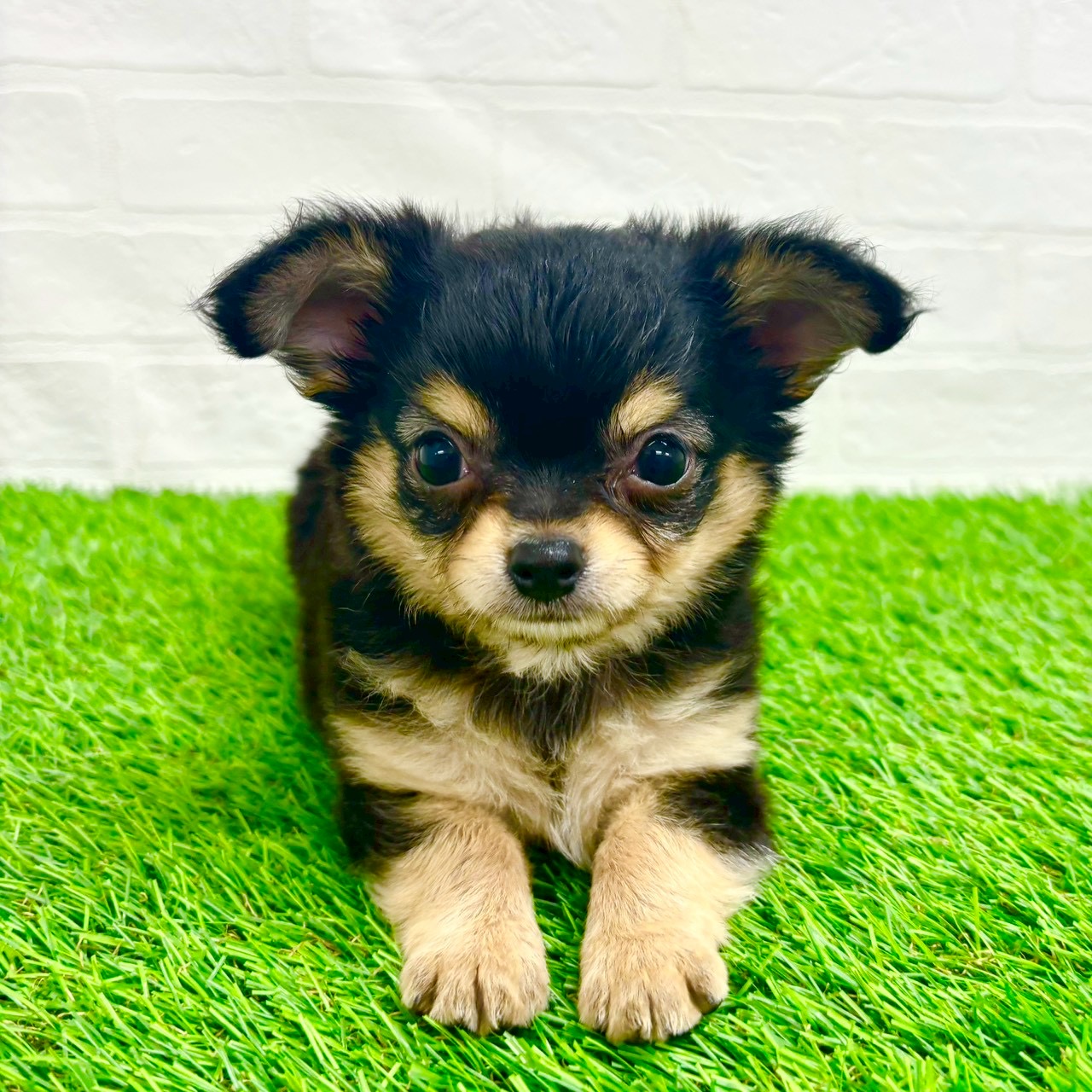 滋賀県のチワワ(ロング) (ワンニャンハウス草津店/2026年2月2日生まれ/男の子/ブラッククリーム)の子犬の4枚目の画像