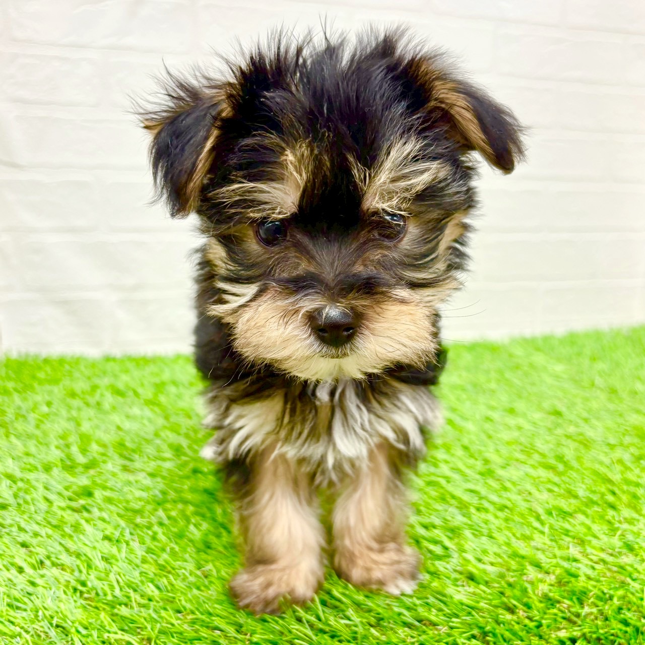 滋賀県のマルキー/マルヨーキー(マルチーズ×ヨークシャーテリア) (ワンニャンハウス草津店/2026年1月9日生まれ/女の子/スチールブルータン)の子犬の1枚目の画像