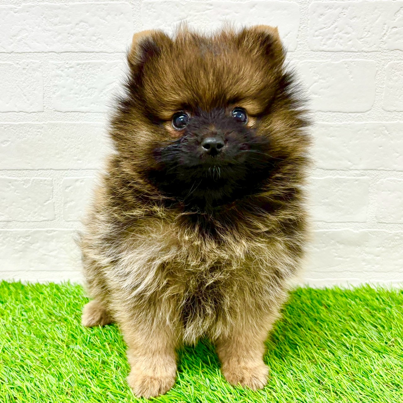 滋賀県のポメラニアン (ワンニャンハウス草津店/2026年2月1日生まれ/男の子/オレンジセーブル)の子犬の1枚目の画像