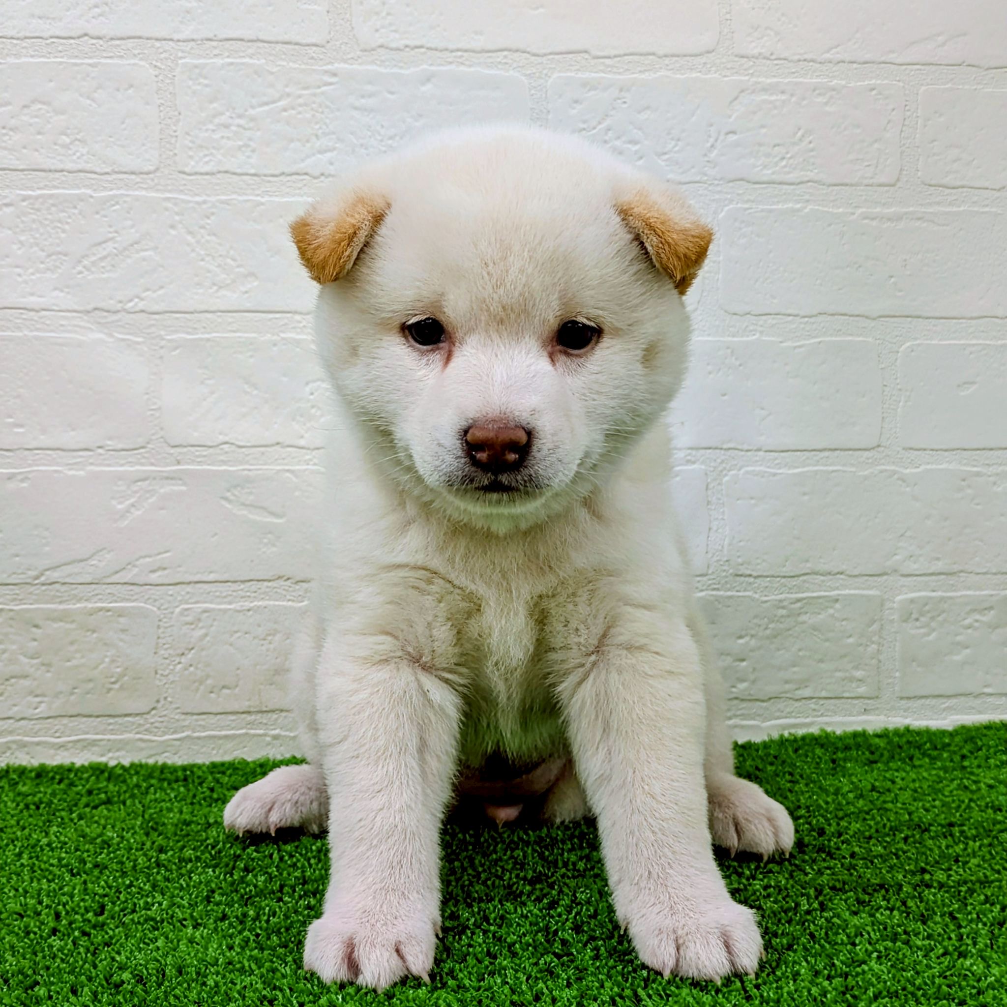 滋賀県の柴犬(標準サイズ) (ワンニャンハウス草津店/2026年2月23日生まれ/女の子/白)の子犬の1枚目の画像