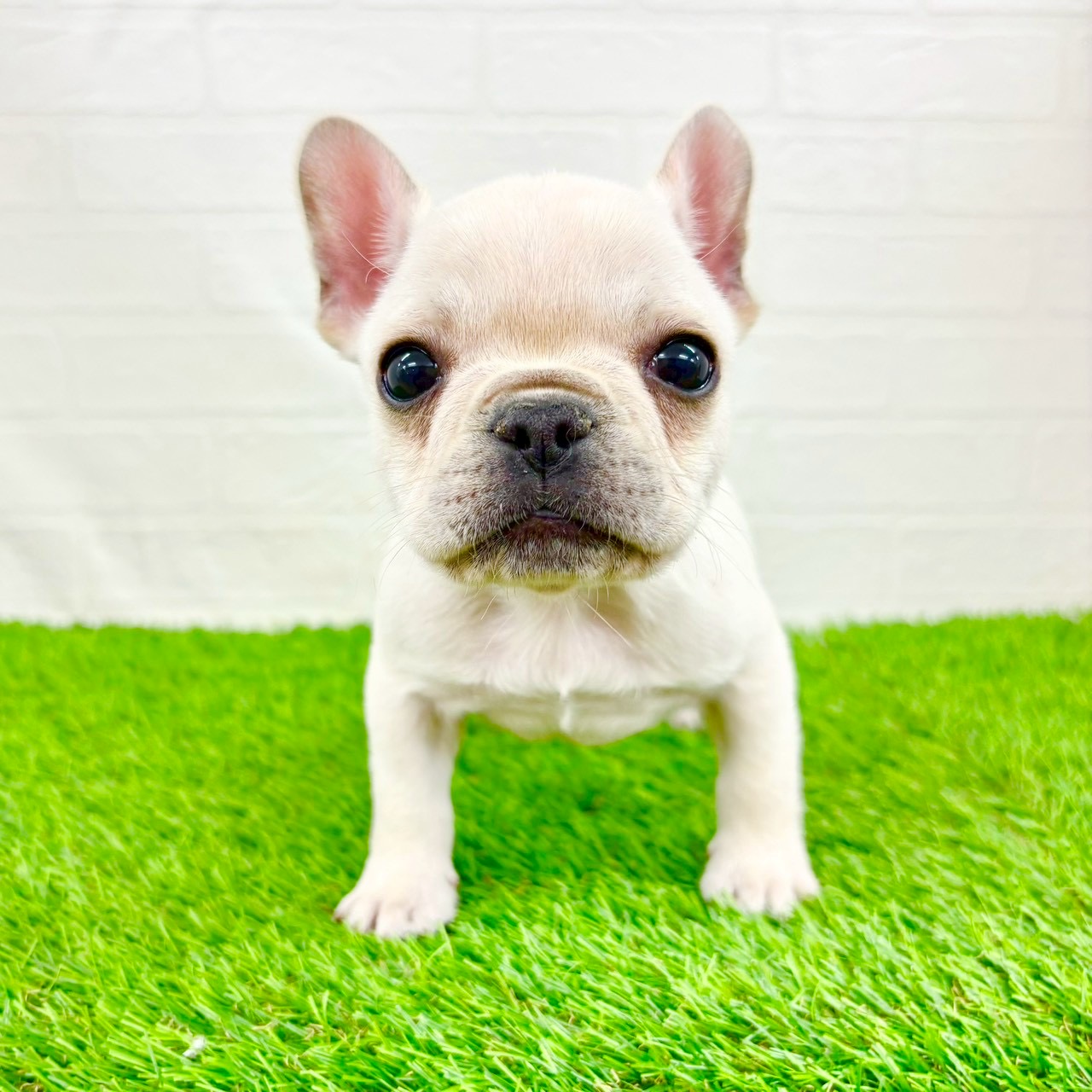 滋賀県のフレンチブルドッグ (ワンニャンハウス草津店/2026年1月12日生まれ/男の子/クリーム)の子犬の1枚目の画像