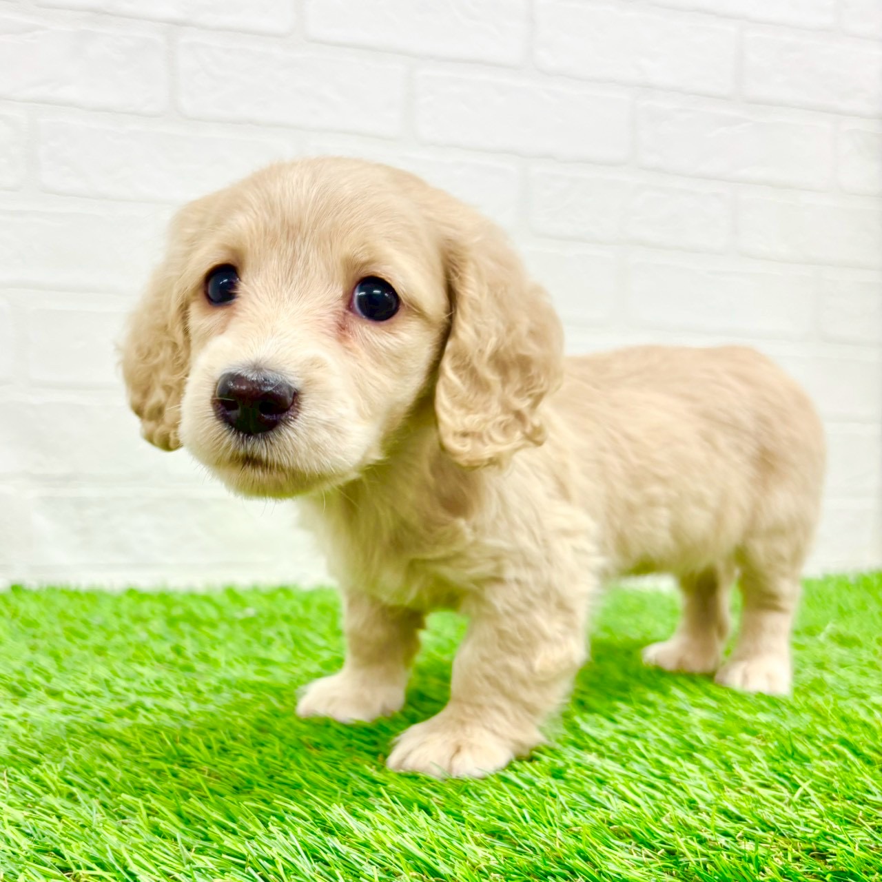 滋賀県のミニチュアダックスフンド(ロング) (ワンニャンハウス草津店/2025年12月30日生まれ/女の子/イエロー)の子犬の4枚目の画像