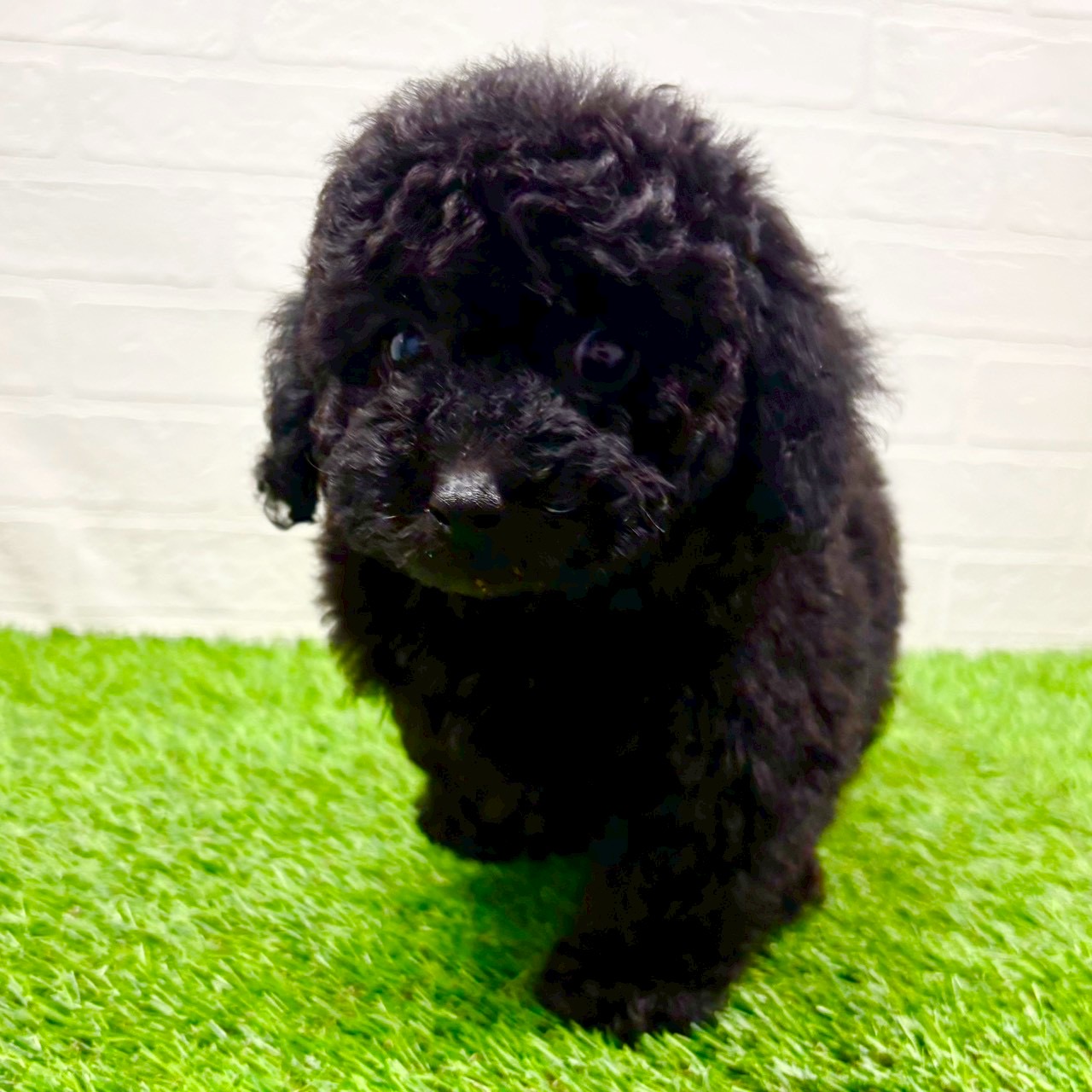 滋賀県のトイプードル(トイ) (ワンニャンハウス草津店/2025年10月10日生まれ/男の子/ブラック)の子犬の2枚目の画像