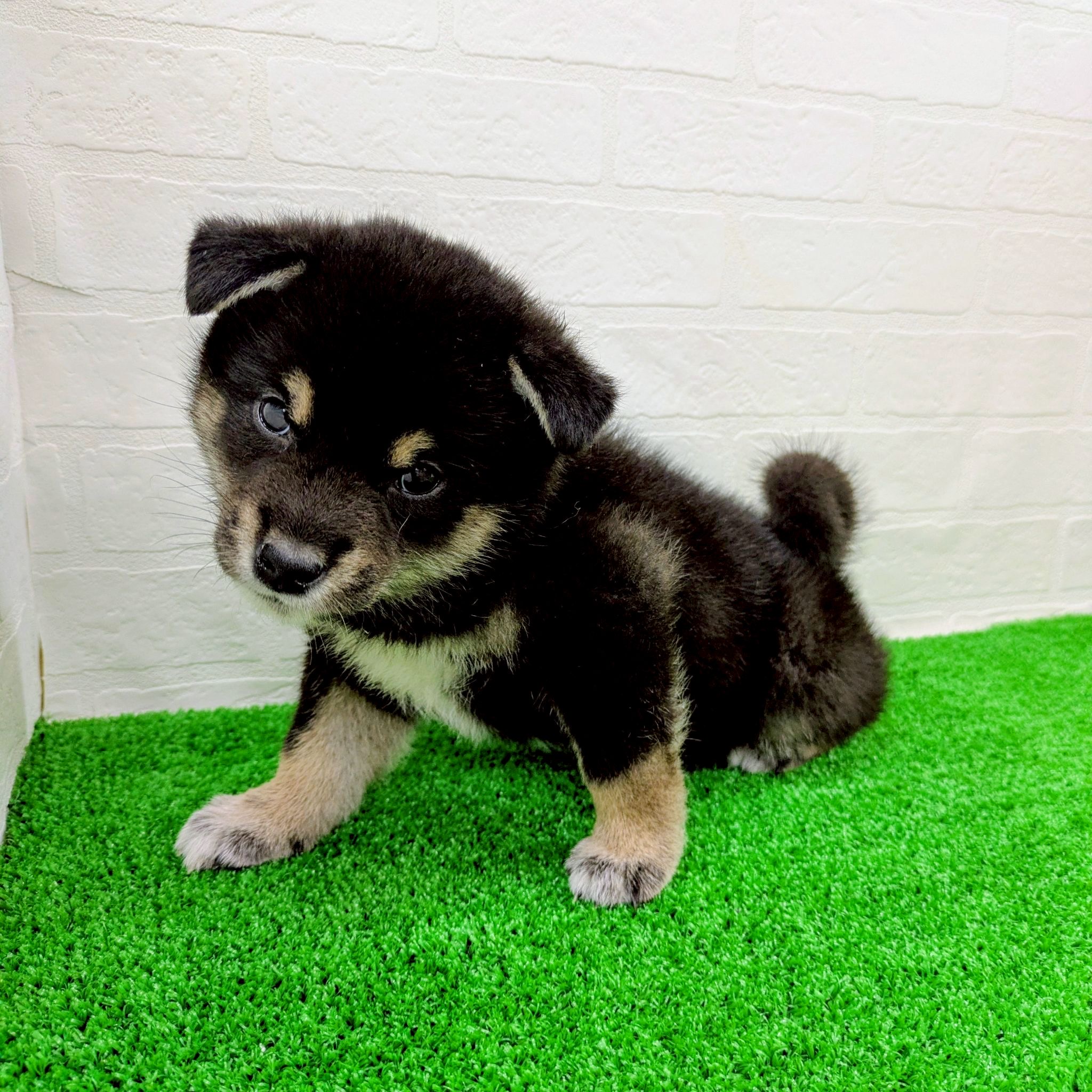 滋賀県の柴犬(標準サイズ) (ワンニャンハウス草津店/2026年3月1日生まれ/男の子/黒)の子犬の2枚目の画像