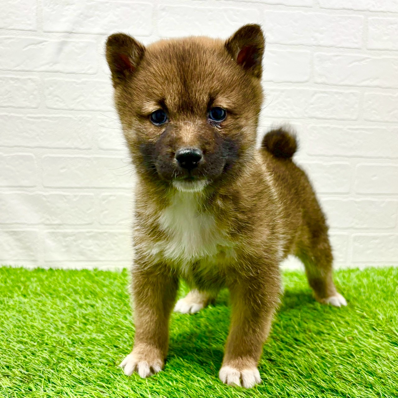 滋賀県の柴犬(標準サイズ) (ワンニャンハウス草津店/2025年11月24日生まれ/女の子/赤)の子犬の1枚目の画像