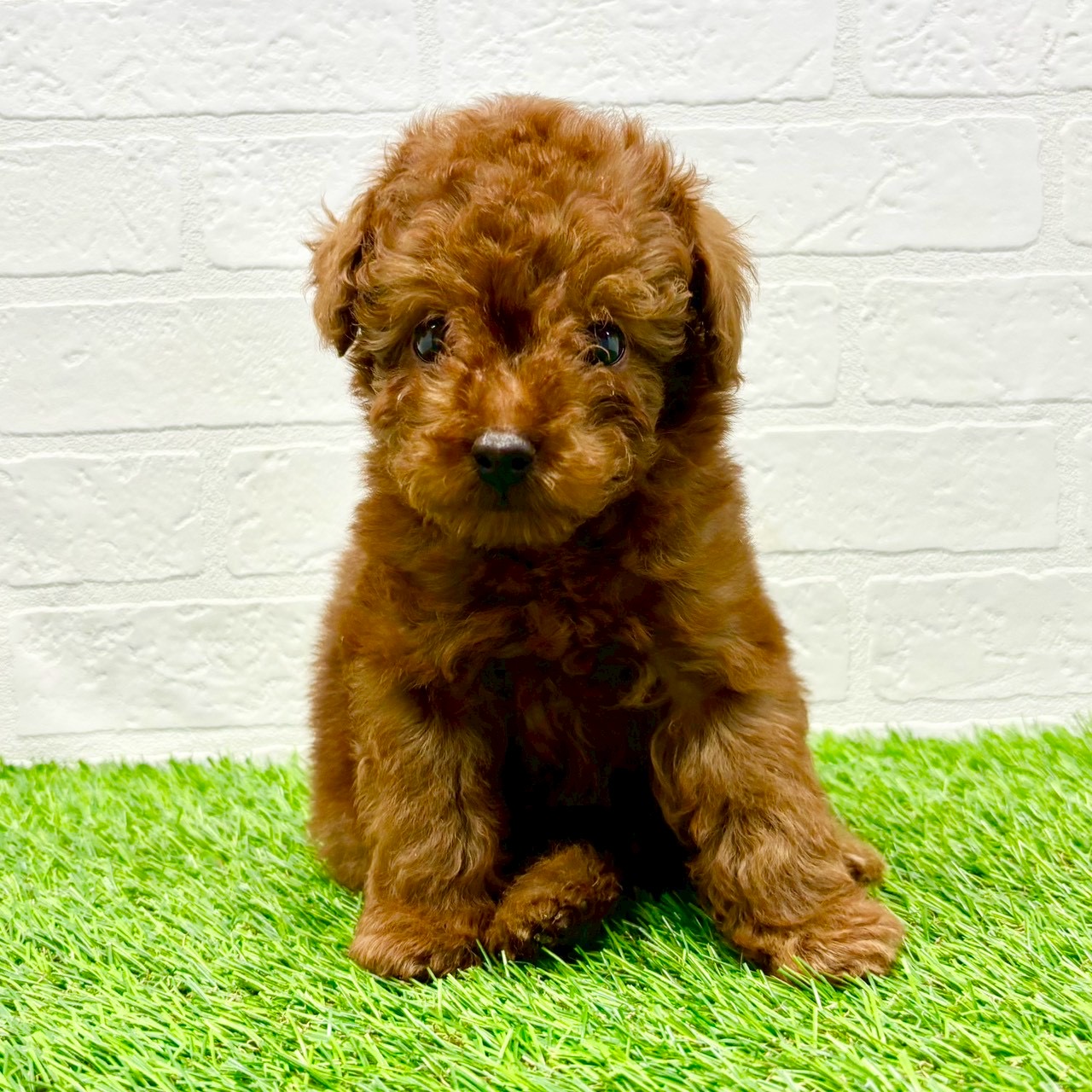 滋賀県のトイプードル(トイ) (ワンニャンハウス草津店/2025年10月6日生まれ/男の子/レッド)の子犬の3枚目の画像