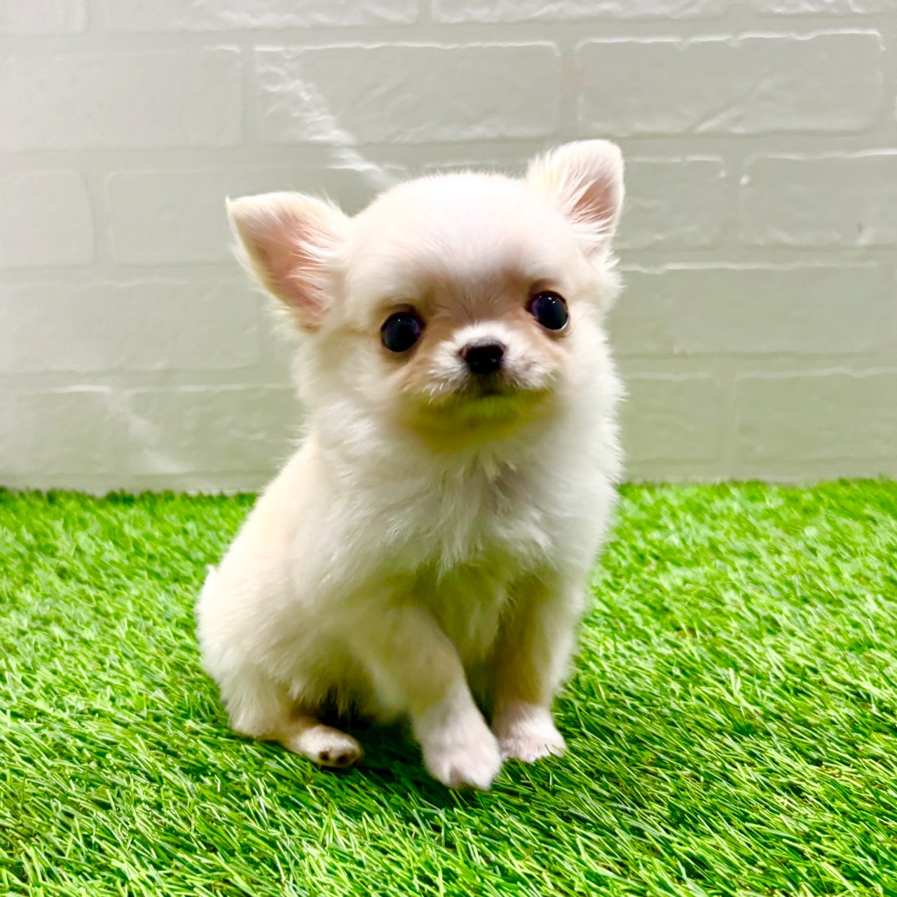 滋賀県のチワワ(ロング) (ワンニャンハウス草津店/2025年10月28日生まれ/男の子/クリームホワイト)の子犬の2枚目の画像