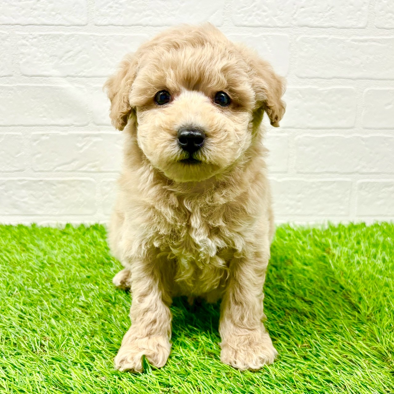 滋賀県のトイプードル(トイ) (ワンニャンハウス草津店/2025年11月23日生まれ/男の子/クリーム)の子犬の1枚目の画像