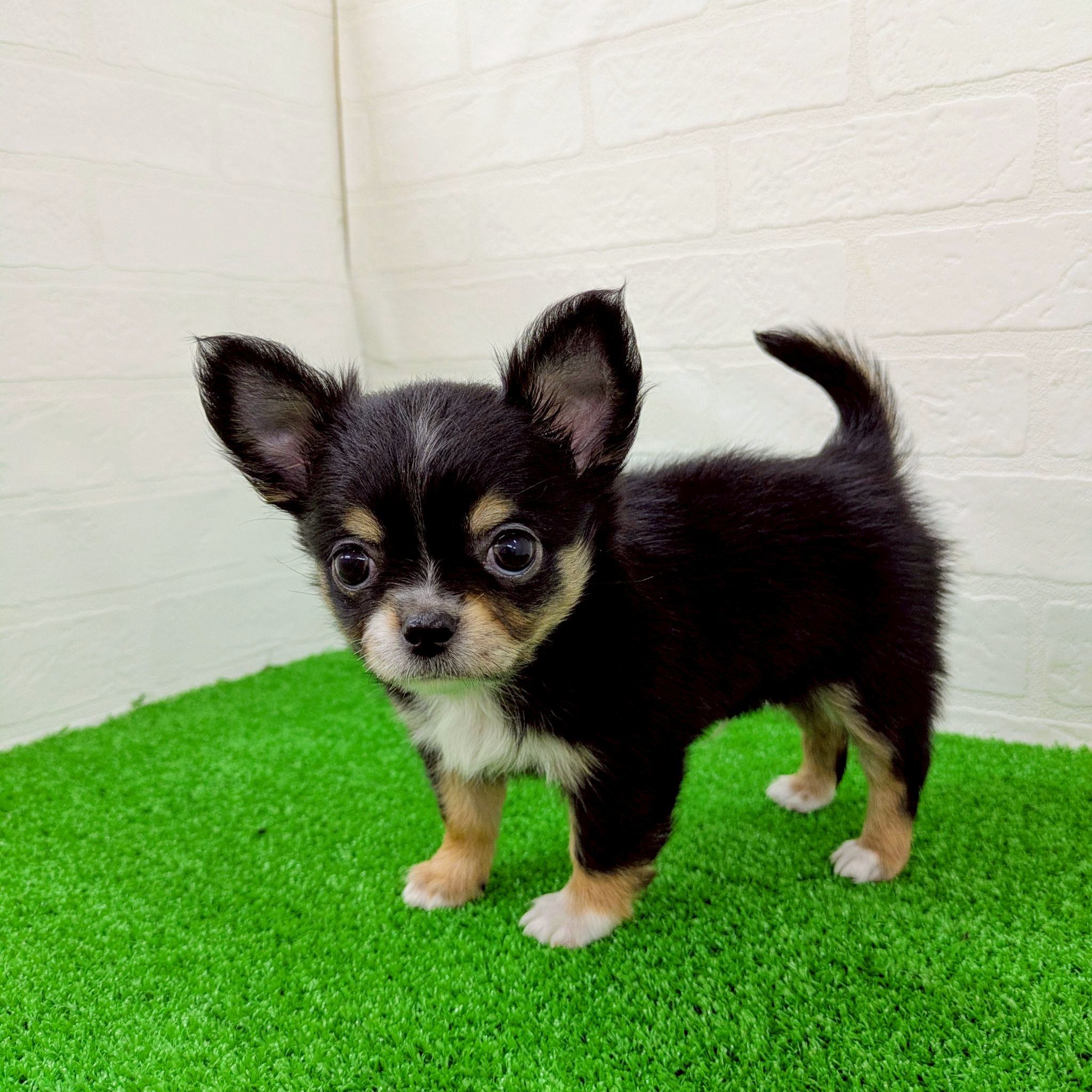 滋賀県のチワワ(ロング) (ワンニャンハウス草津店/2026年2月20日生まれ/男の子/ブラックタンホワイト)の子犬の2枚目の画像