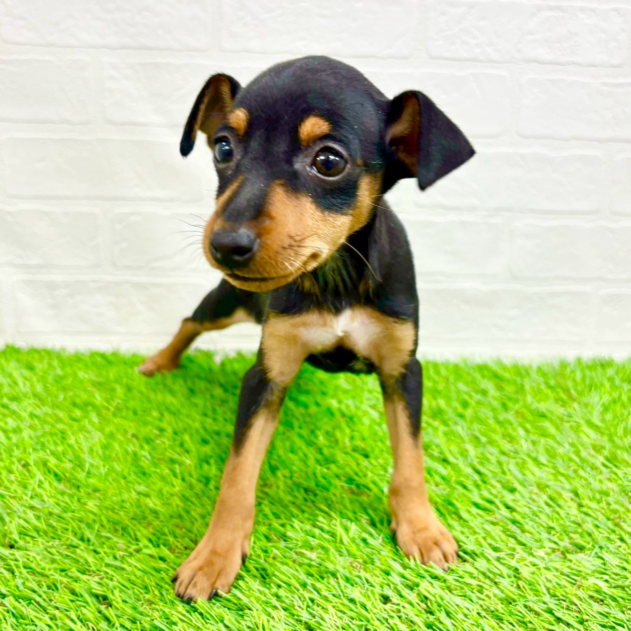 滋賀県のミニチュアピンシャー (ワンニャンハウス草津店/2026年2月3日生まれ/女の子/ブラックタン)の子犬の4枚目の画像