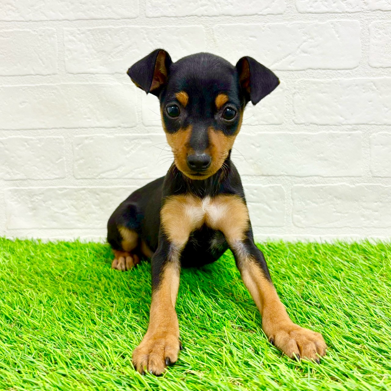 滋賀県のミニチュアピンシャー (ワンニャンハウス草津店/2026年2月3日生まれ/女の子/ブラックタン)の子犬の3枚目の画像