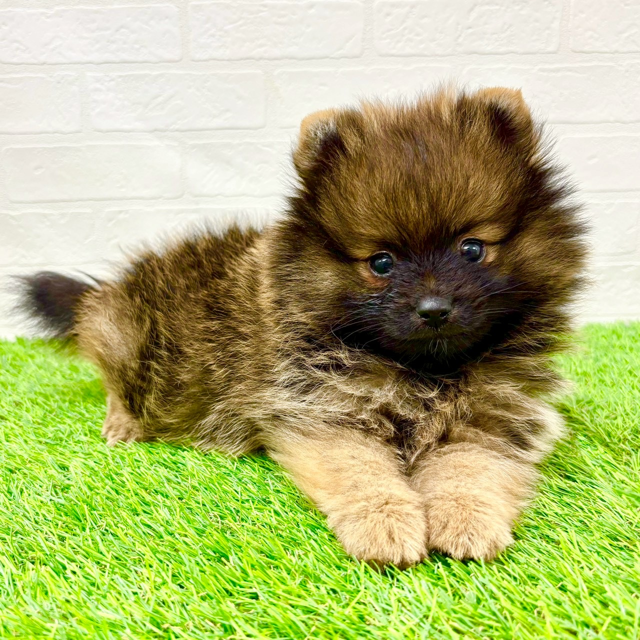 滋賀県のポメラニアン (ワンニャンハウス草津店/2026年2月1日生まれ/男の子/オレンジセーブル)の子犬の3枚目の画像