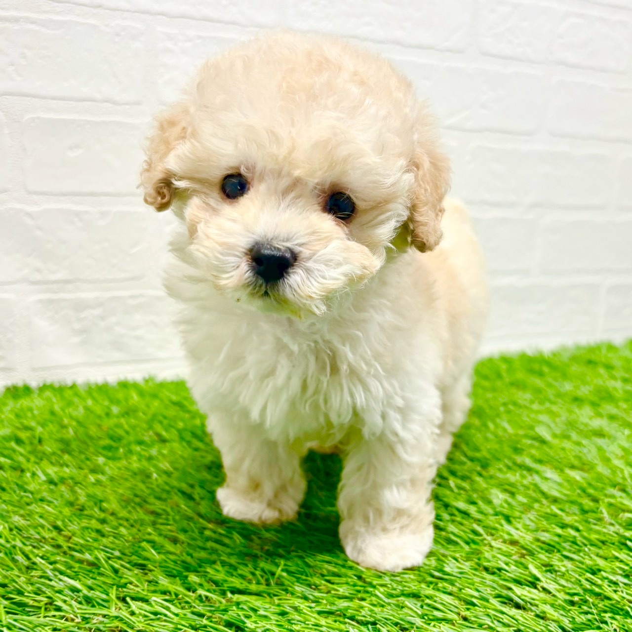 滋賀県のトイプードル(トイ) (ワンニャンハウス草津店/2025年11月12日生まれ/男の子/ペールフォーン)の子犬の2枚目の画像