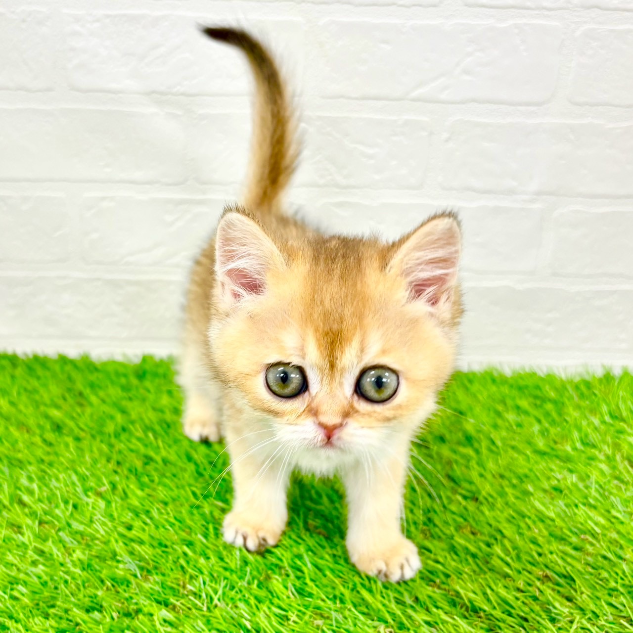 滋賀県のブリティッシュショートヘアー (ワンニャンハウス草津店/2026年1月20日生まれ/女の子/ブラックゴールデンシェーデット)の子猫の4枚目の画像